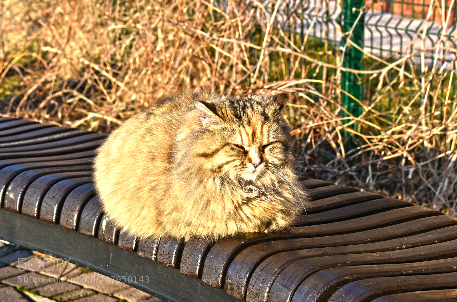 Nikon D5600 sample photo. Солнечные ванны photography