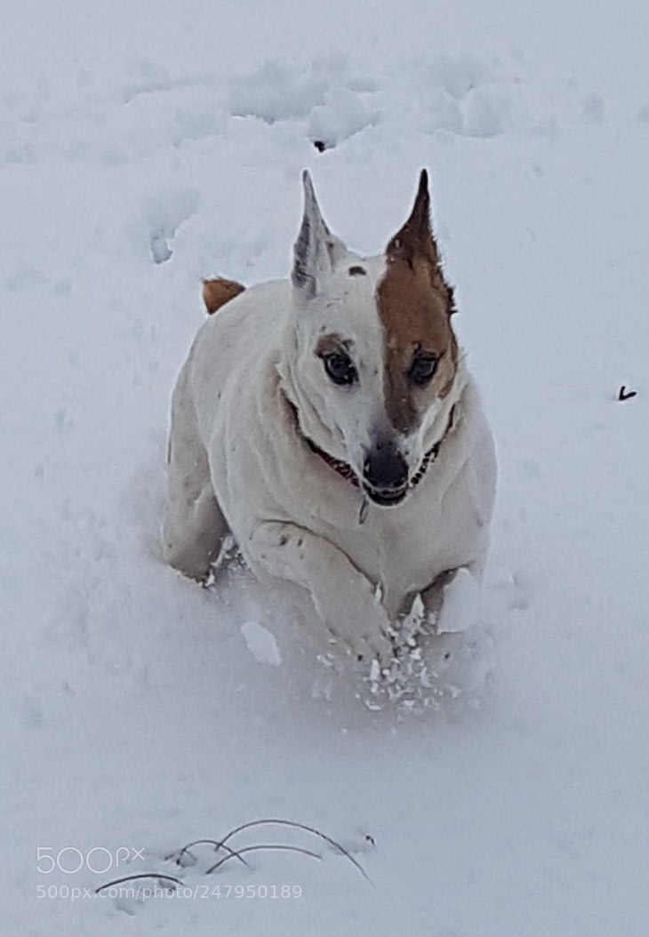 Samsung Galaxy S7 Edge sample photo. Dashing through the snow... photography