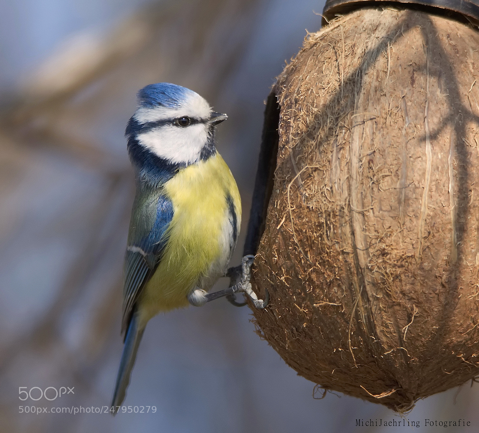 Nikon D7200 sample photo. Blaumeise cyanistes caeruleus, syn photography