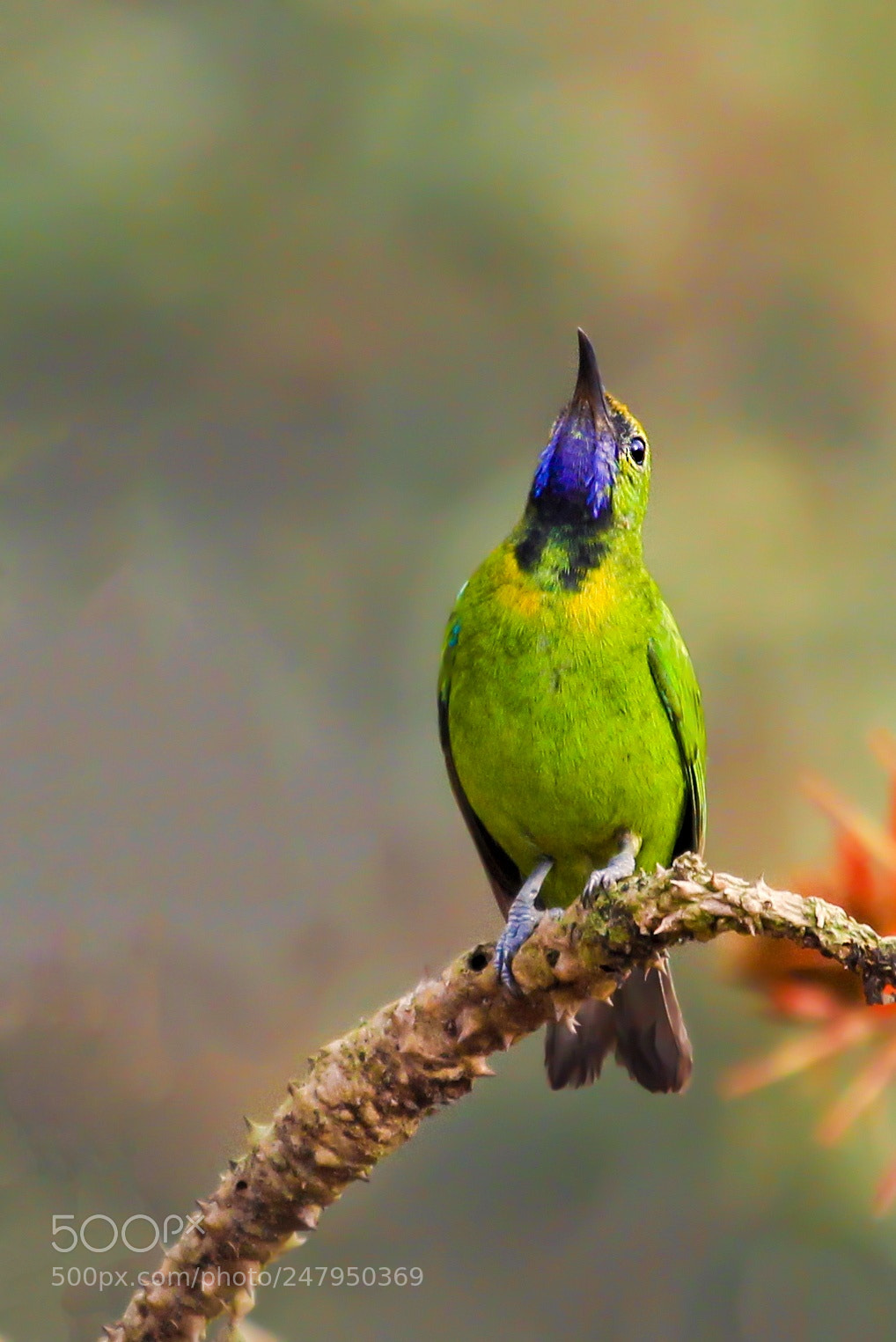 Canon EOS 700D (EOS Rebel T5i / EOS Kiss X7i) sample photo. Leafbird photography