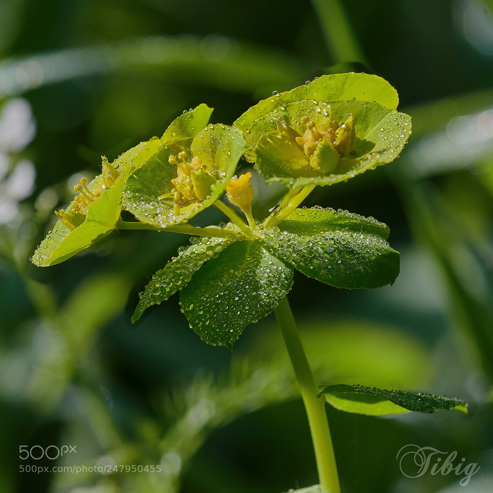 Nikon D500 sample photo. Euphorbia photography