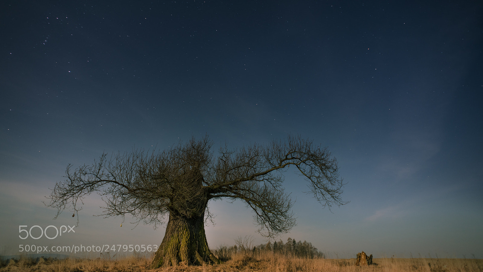 Sony a7R II sample photo. Big old tree in photography