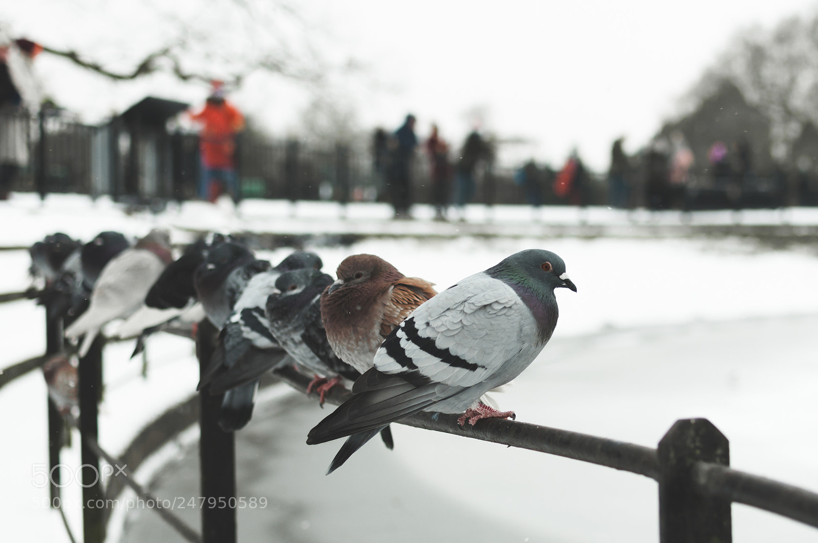 Nikon D90 sample photo. Winter rest photography