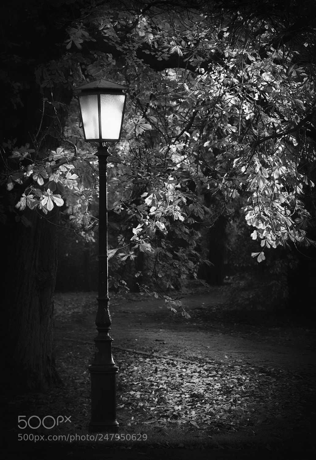 Sony Alpha DSLR-A580 sample photo. Lights photography