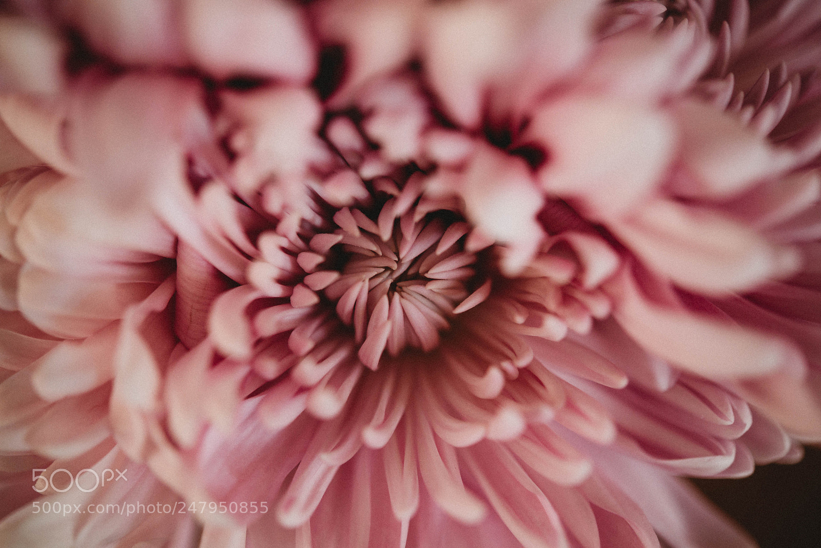 Nikon D610 sample photo. Flower macro photography