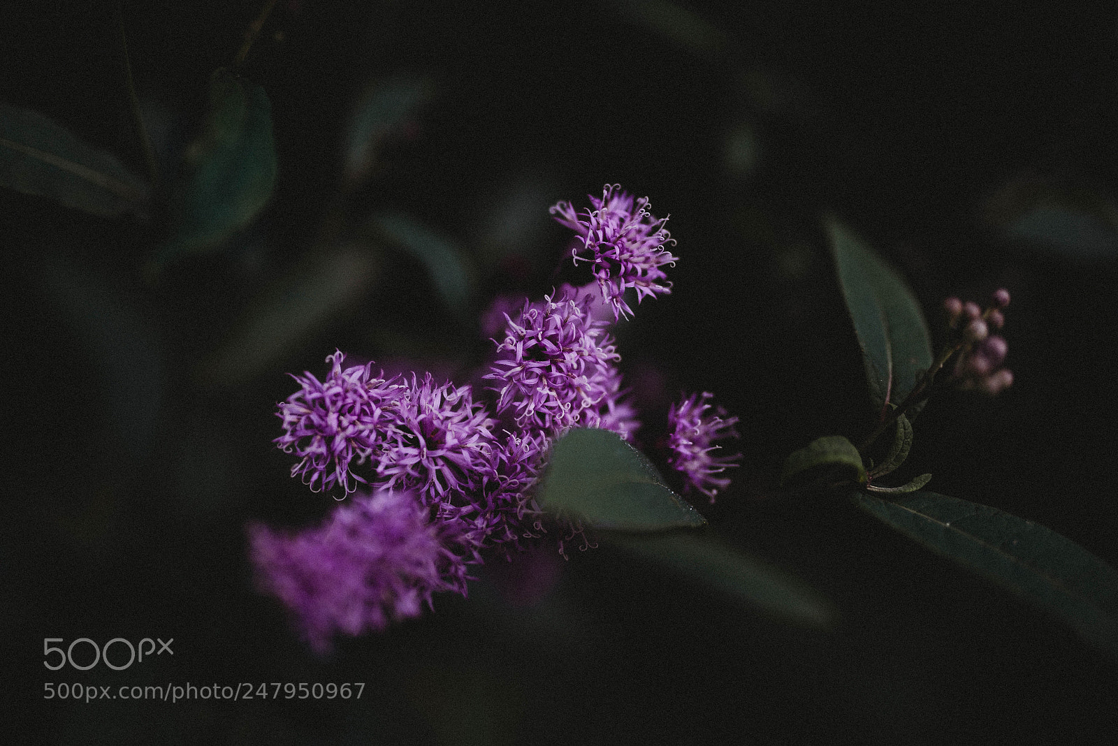 Nikon D610 sample photo. Nature photography