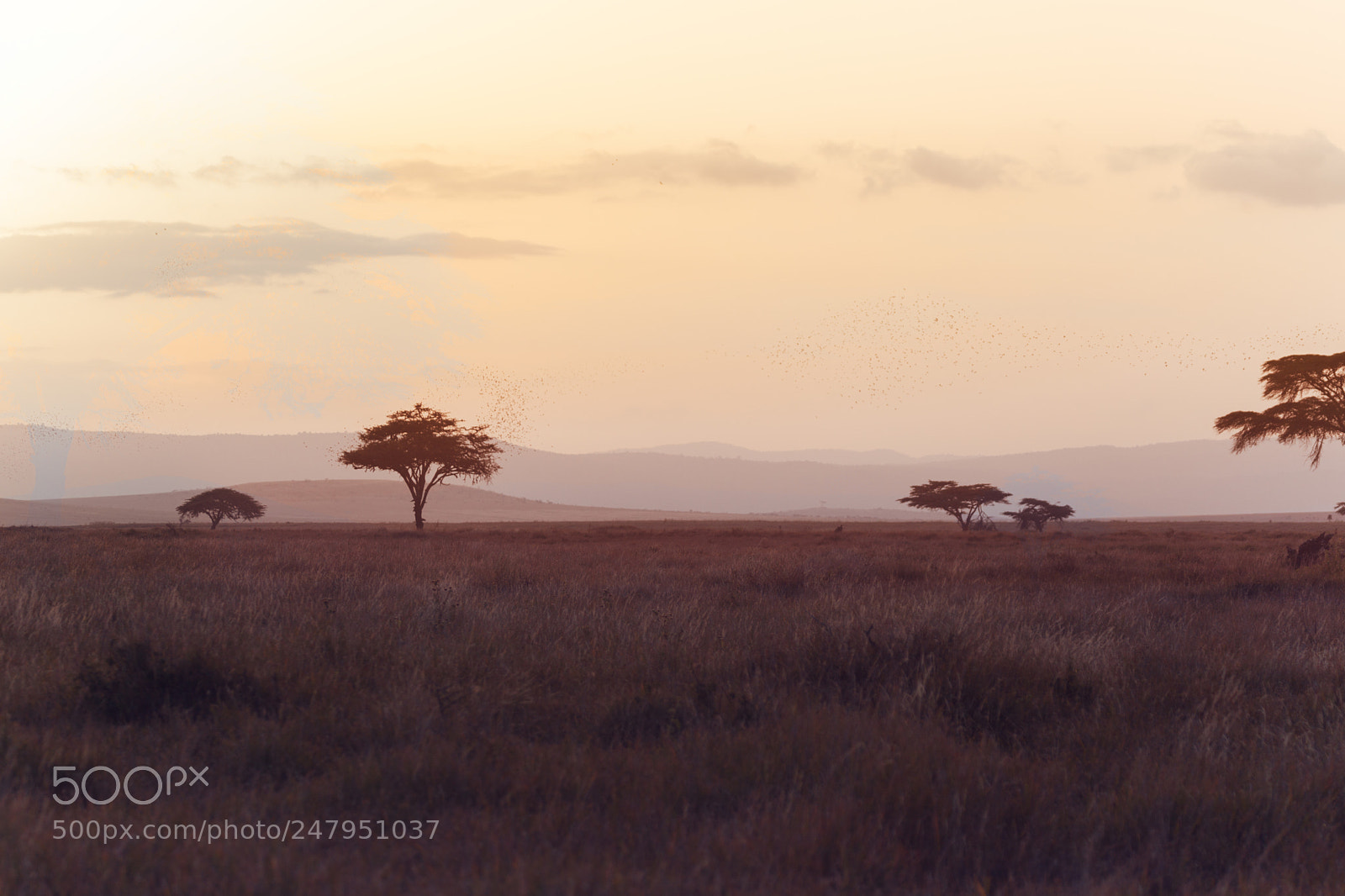 Canon EOS 5D Mark II sample photo. Sunset  in kenya photography