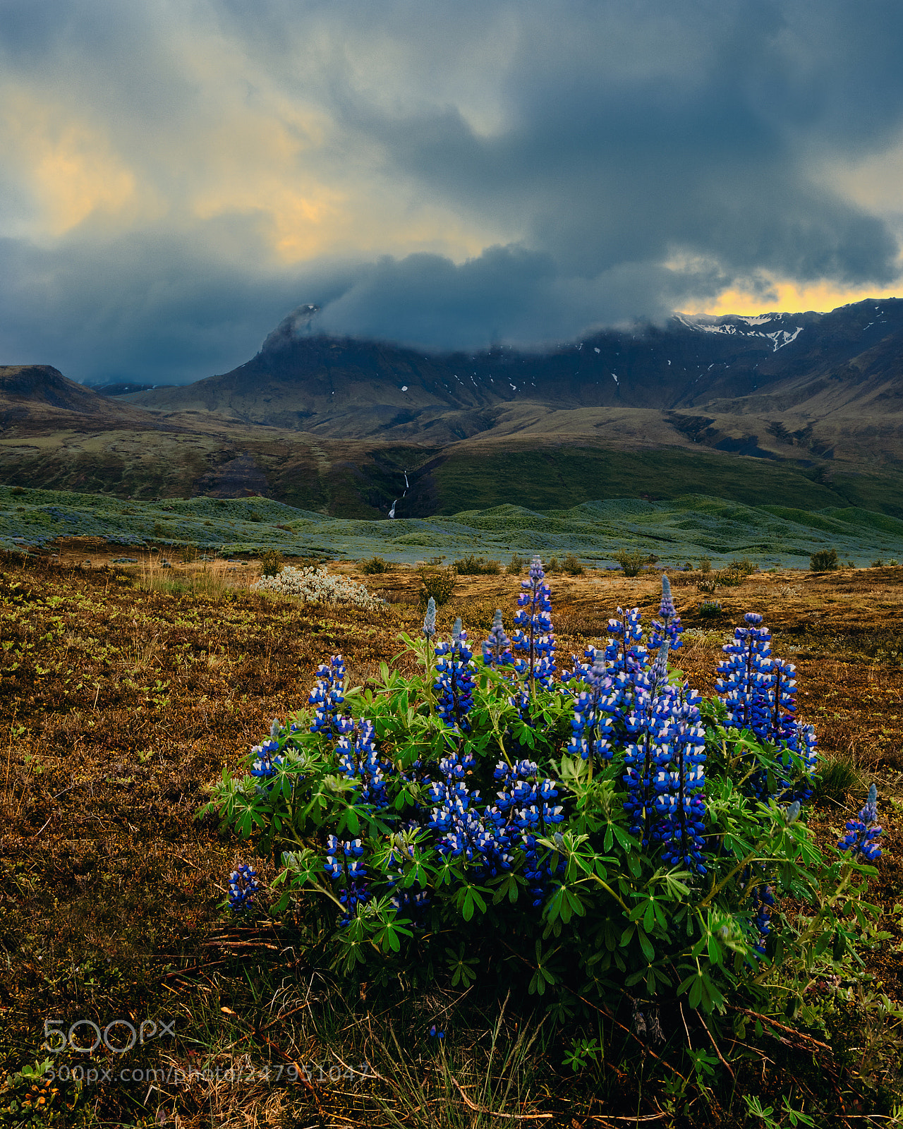Panasonic Lumix DMC-GX85 (Lumix DMC-GX80 / Lumix DMC-GX7 Mark II) sample photo. Icelandic lupins photography