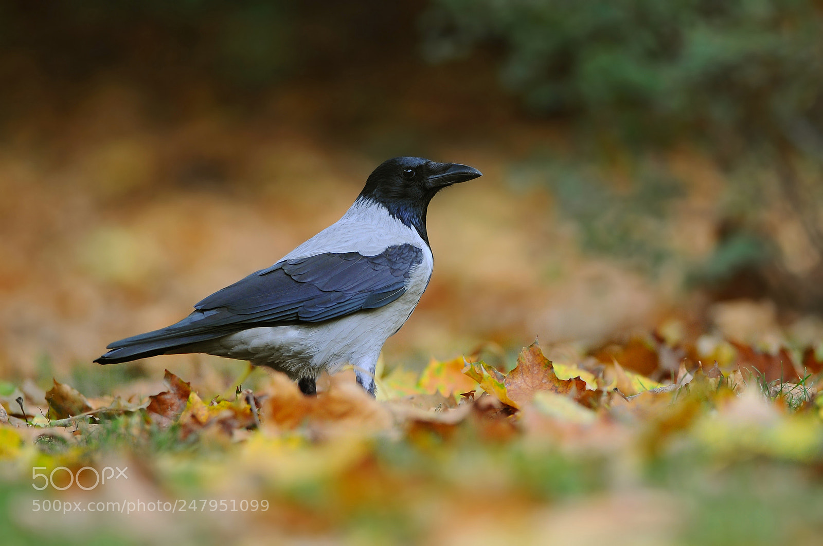 Nikon D90 sample photo. Hooded crow photography