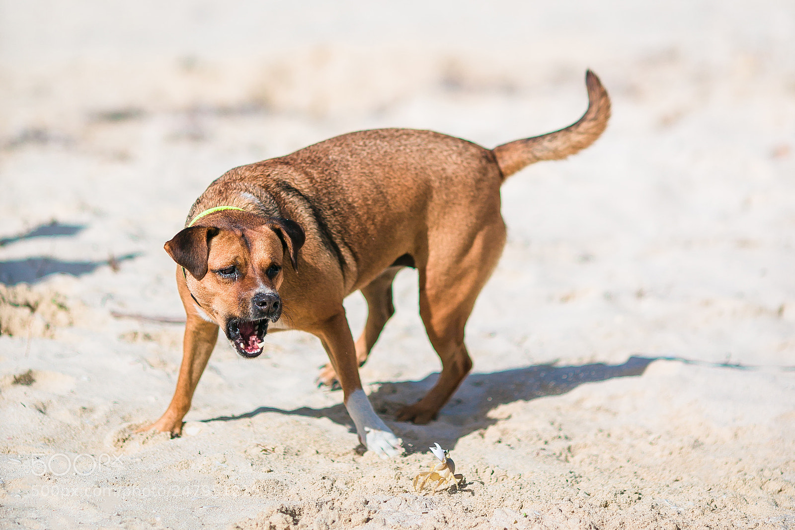 Canon EOS-1D X sample photo. A dog barking at photography