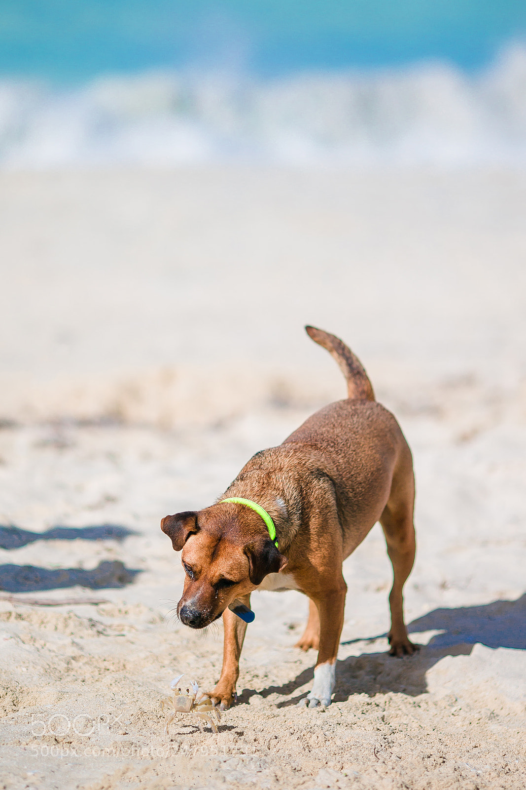 Canon EOS-1D X sample photo. A dog barking at photography