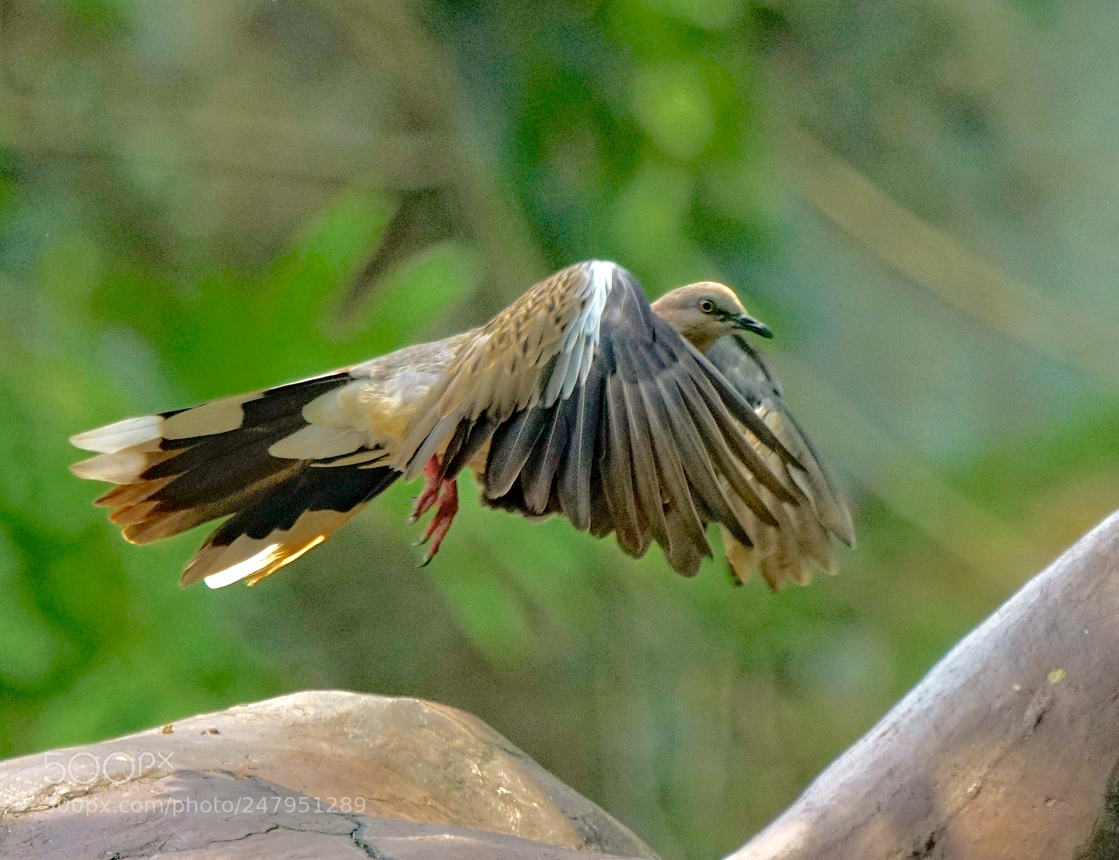 Sony a7R II sample photo. Pigeon photography