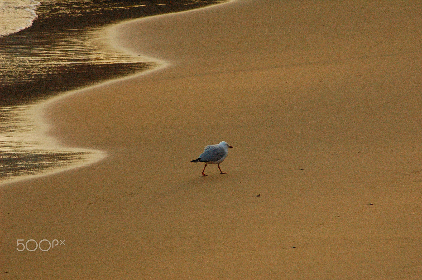 AF Zoom-Nikkor 70-300mm f/4-5.6D ED sample photo. Lonely photography