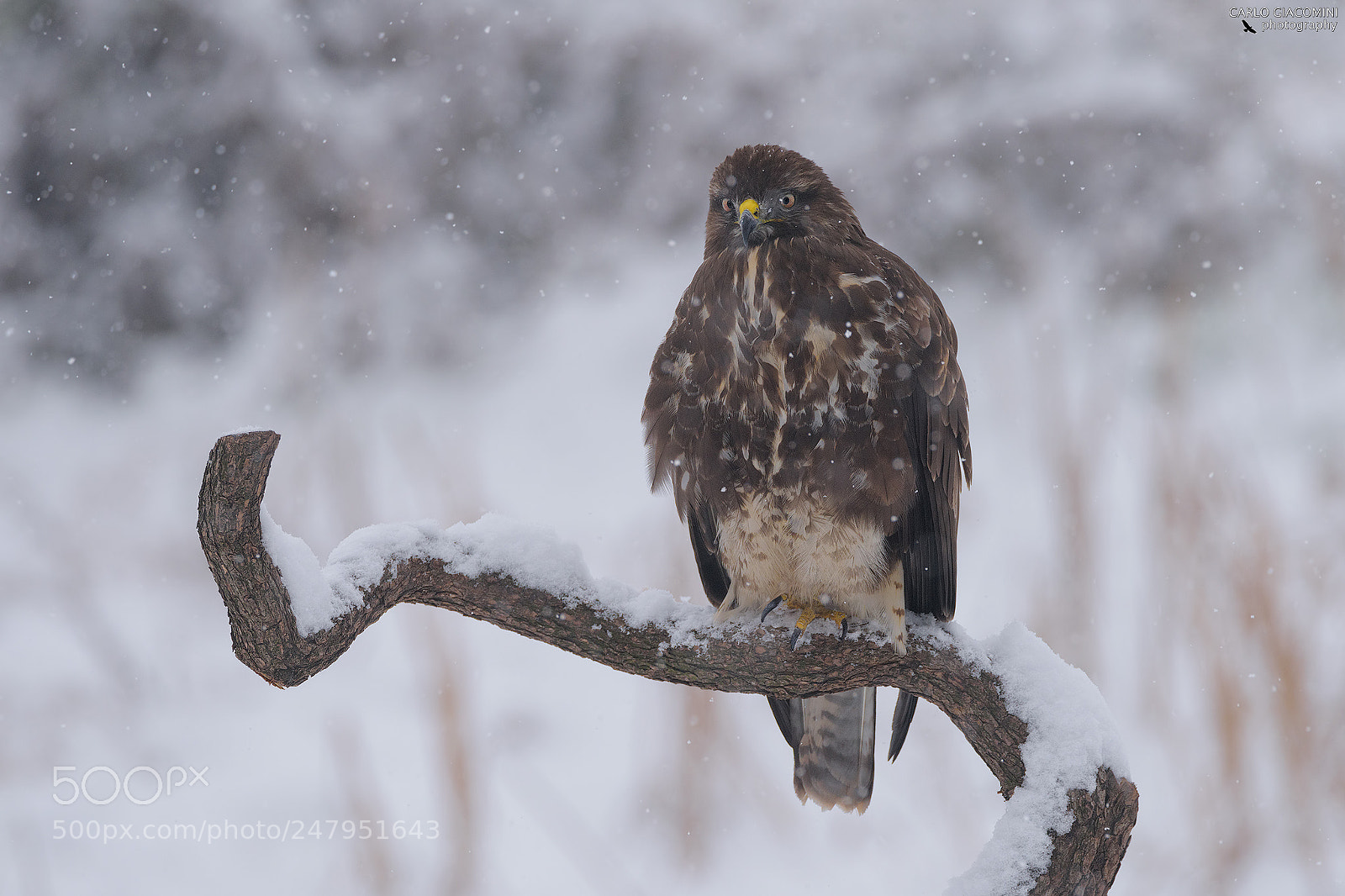 Nikon D810 sample photo. Buzzard with snowflakes photography