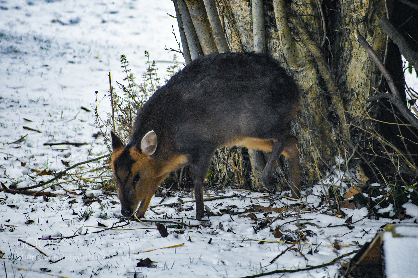 Nikon D3400 sample photo. Oh deer it snowed. photography