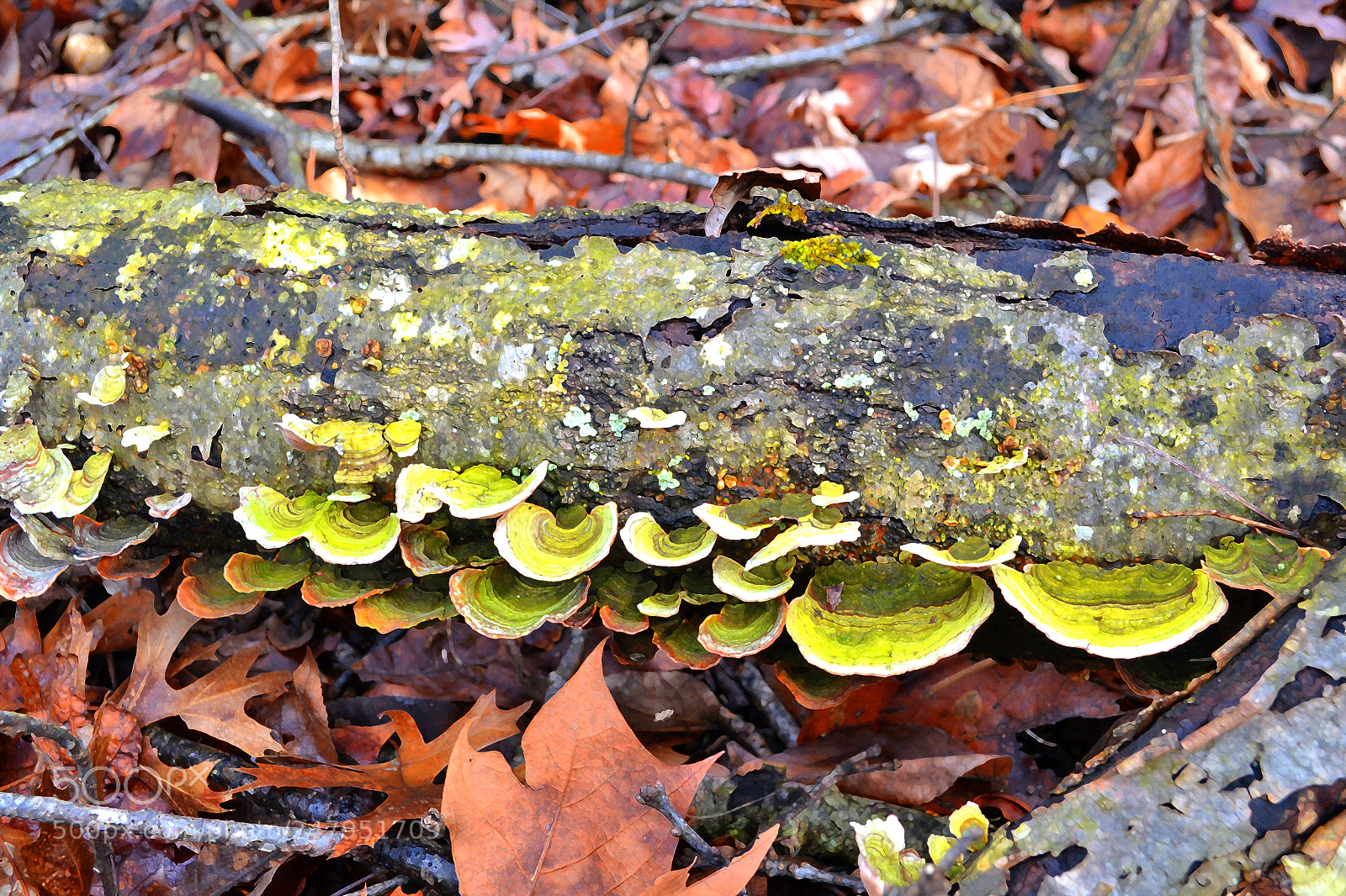 Nikon D3100 sample photo. Fungus on log photography