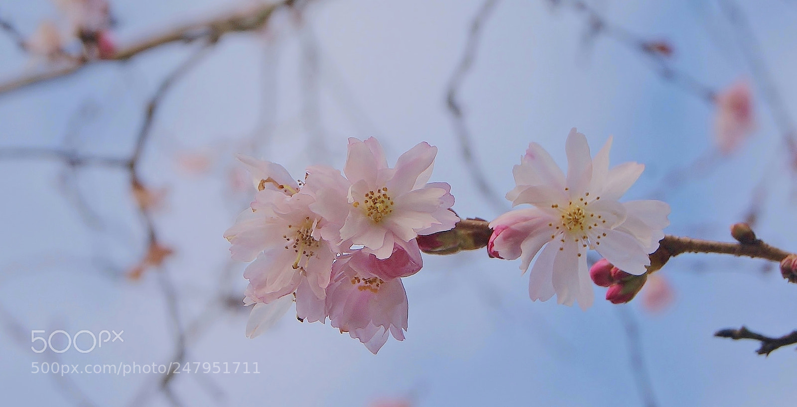 Sony Alpha DSLR-A380 sample photo. Cherry blossom... 2 hold photography