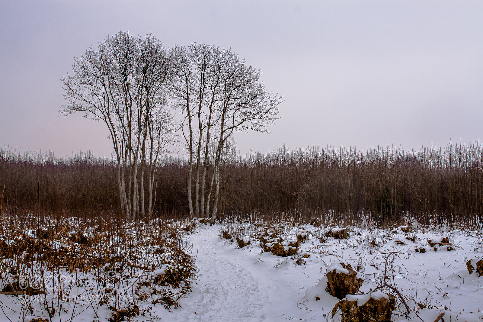 Canon EOS 50D sample photo. Snow day photography