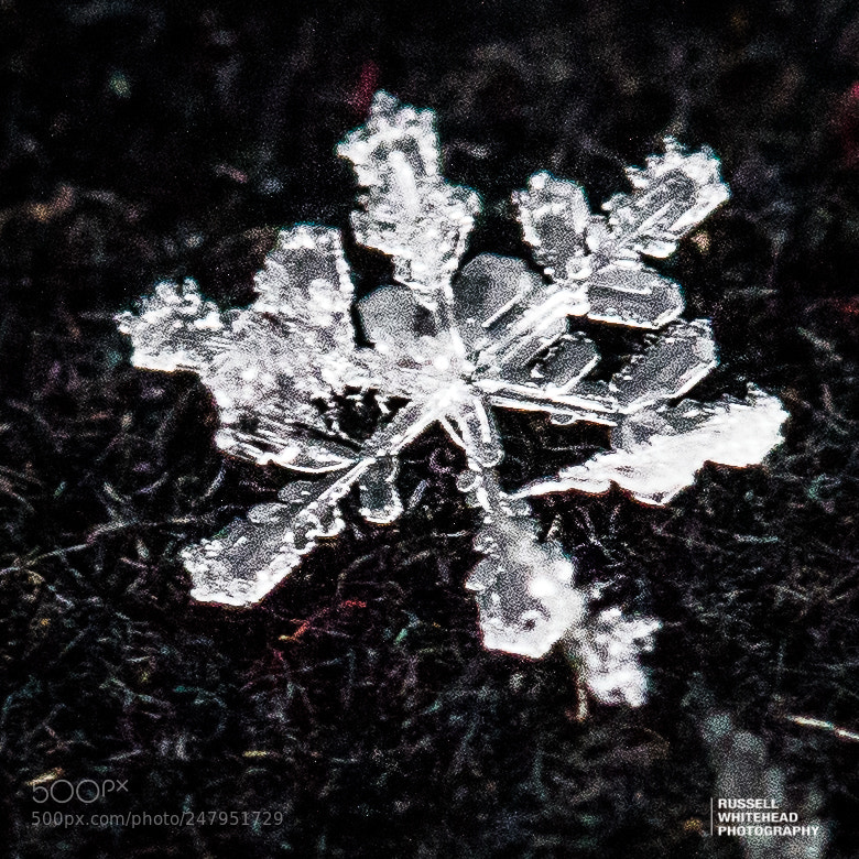 Nikon D810 sample photo. Snowflake 2 photography