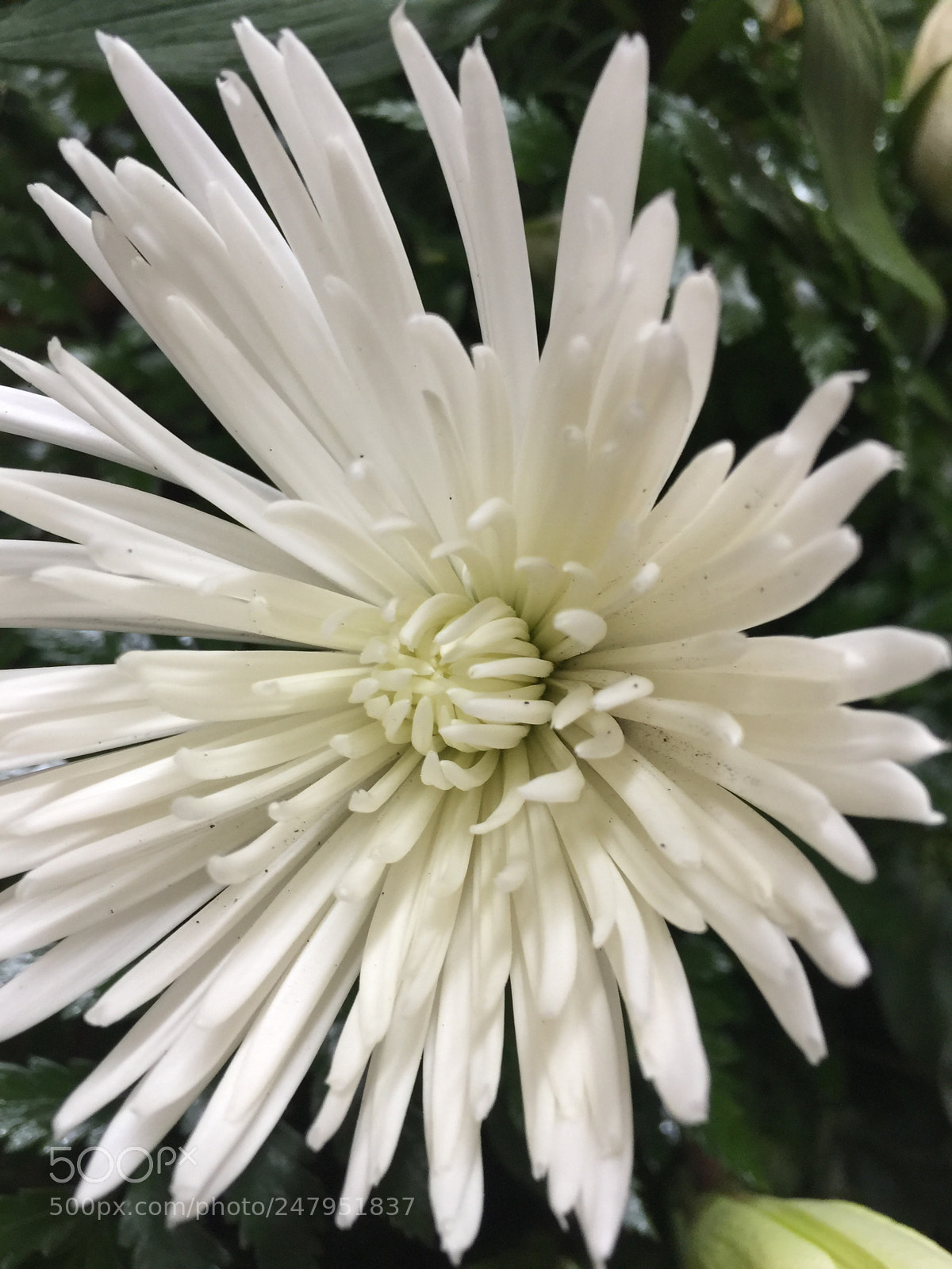 Apple iPhone 6 Plus sample photo. Today’s flower ? photography