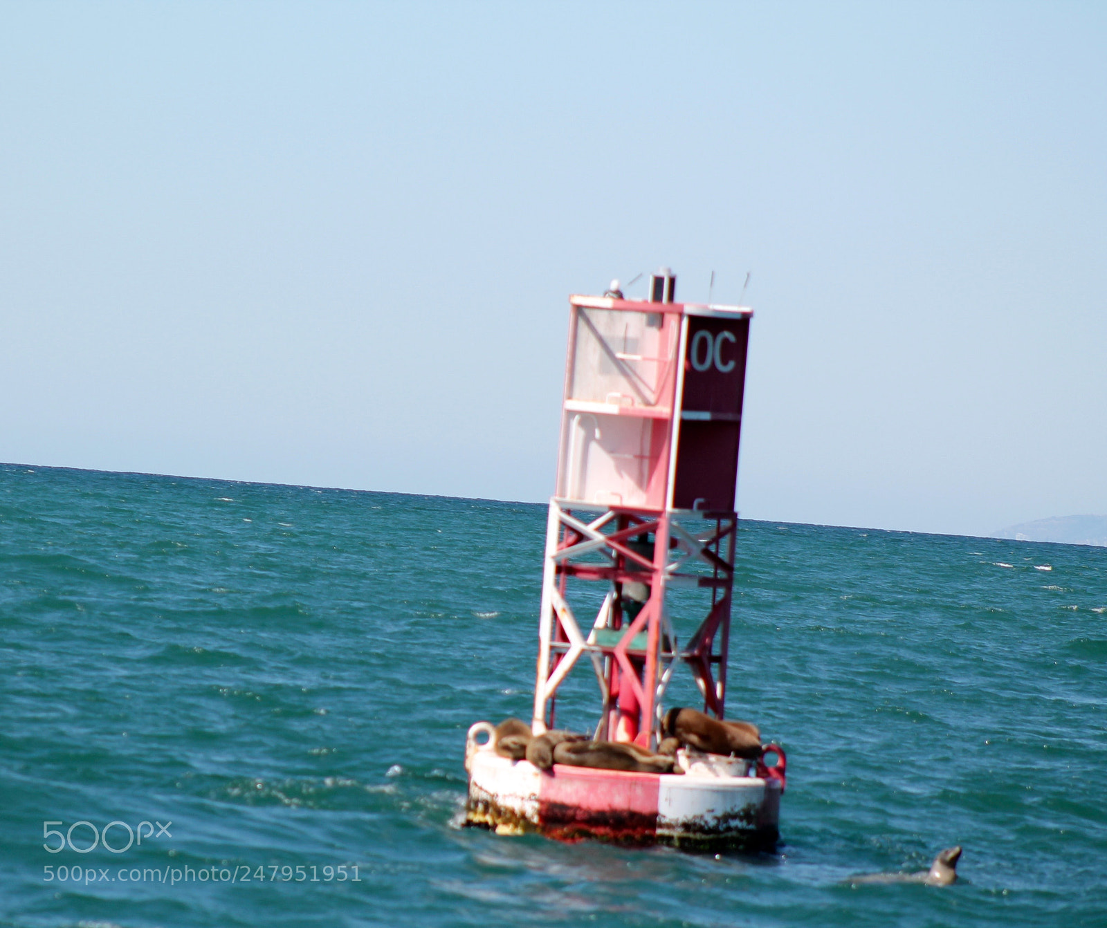 Canon EOS 1100D (EOS Rebel T3 / EOS Kiss X50) sample photo. Sea lion photography