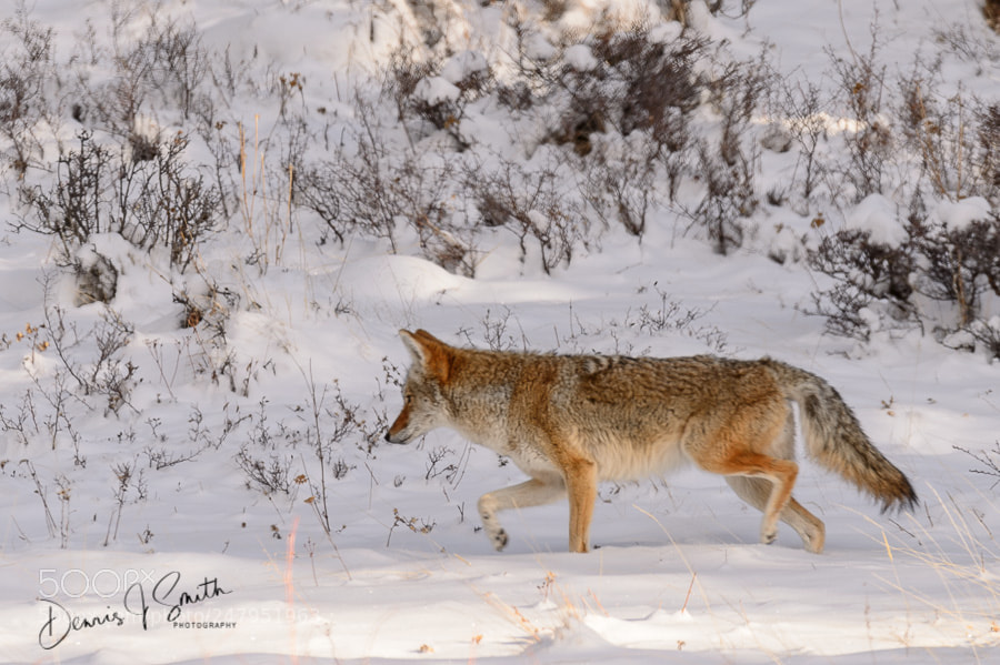 Nikon D4 sample photo. Coyote rocky mountain national photography