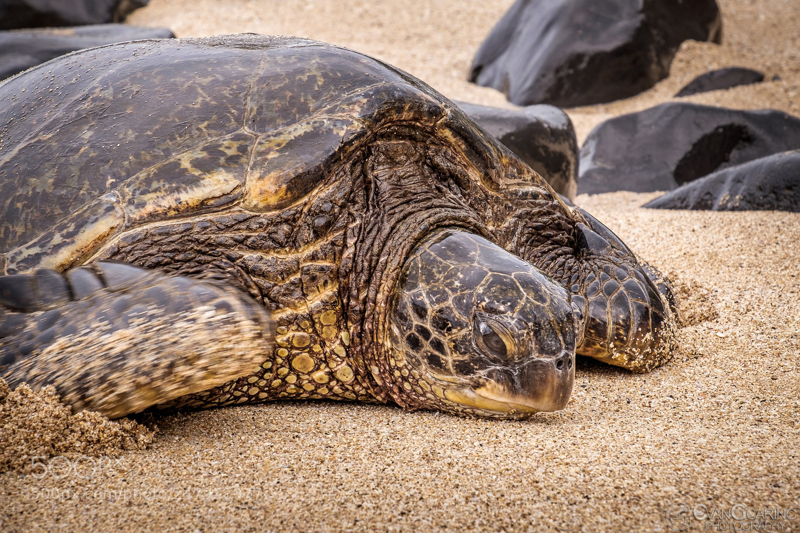 Fujifilm X-T1 sample photo. Pacific green sea turtle photography
