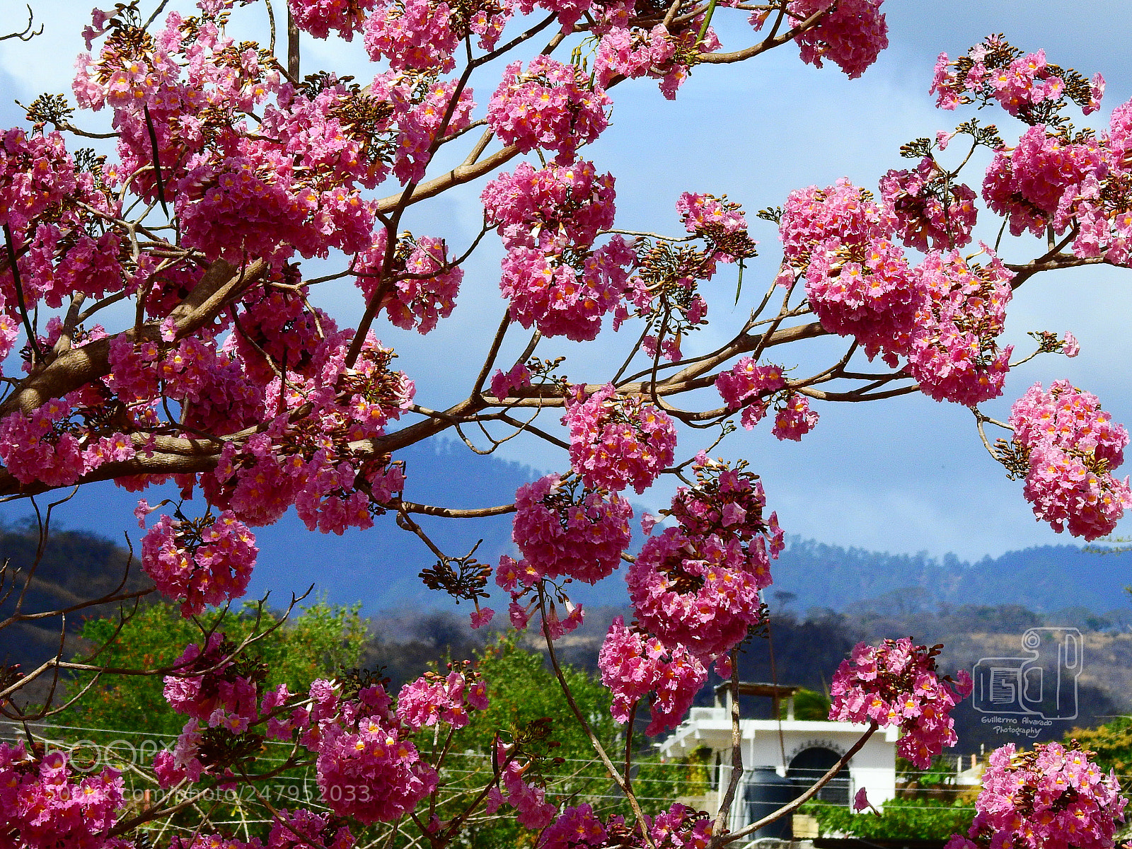 Nikon Coolpix P900 sample photo. Summer blossoms photography