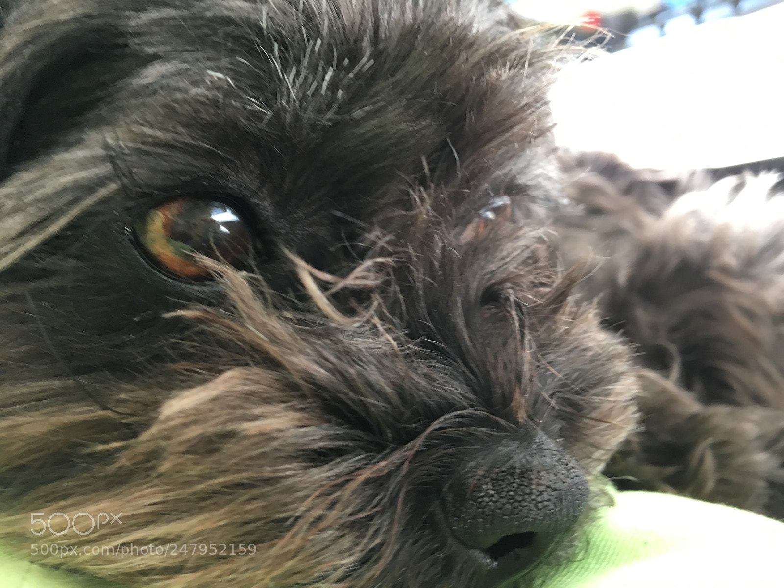 Apple iPhone 6s sample photo. Hund kuscheln s nase photography