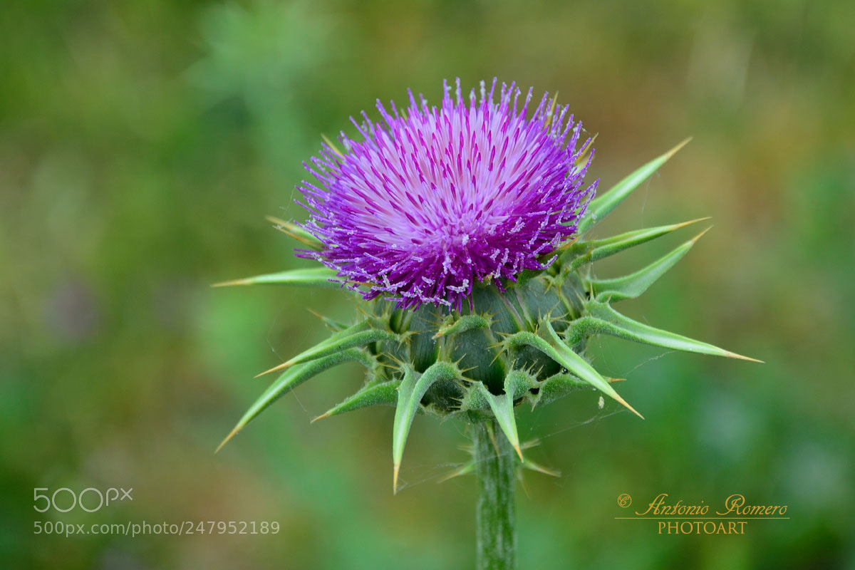 Nikon D5200 sample photo. The colors of an photography