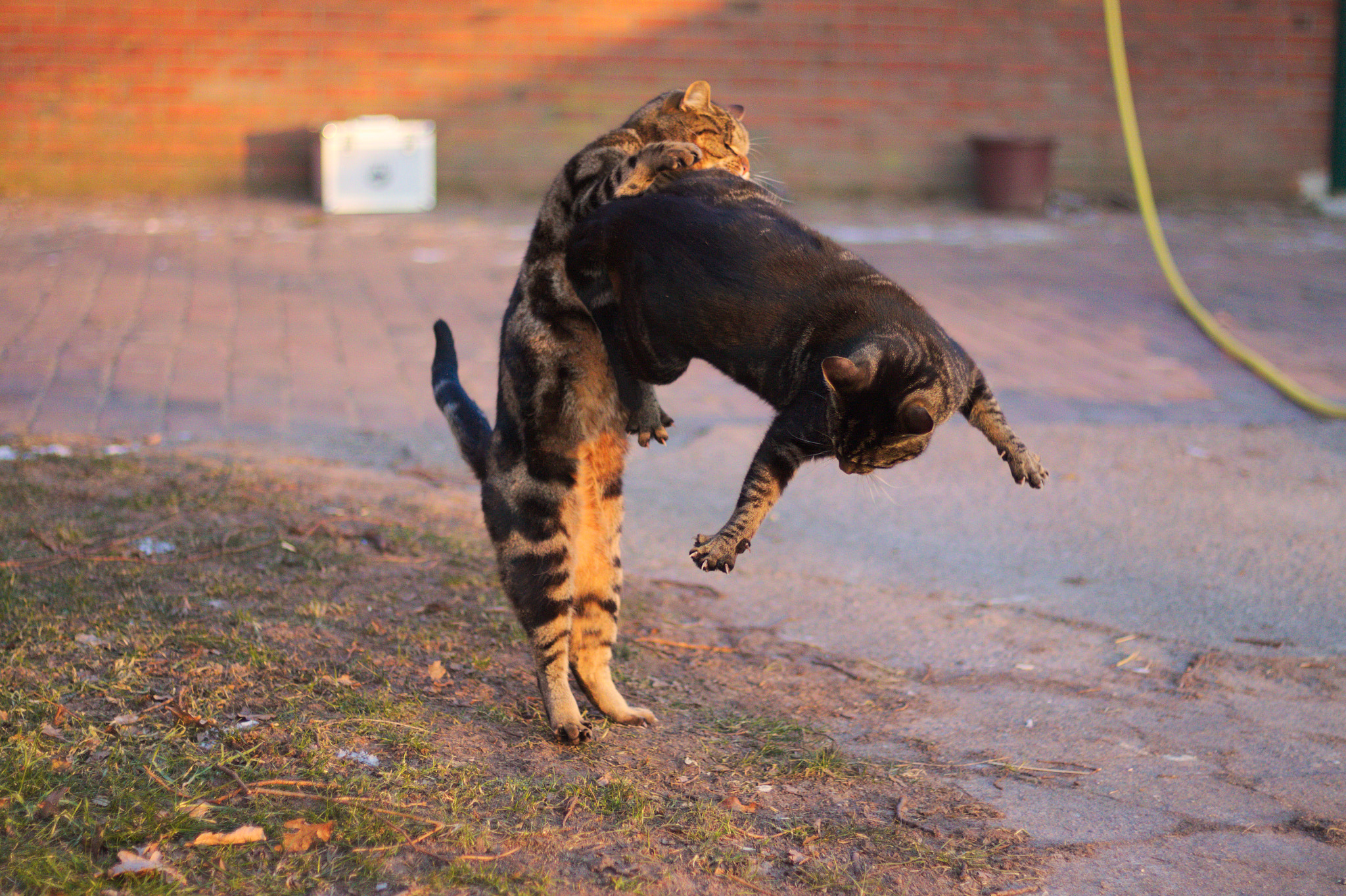 Canon EOS 50D + Canon EF 50mm F1.8 STM sample photo. Playing cats photography