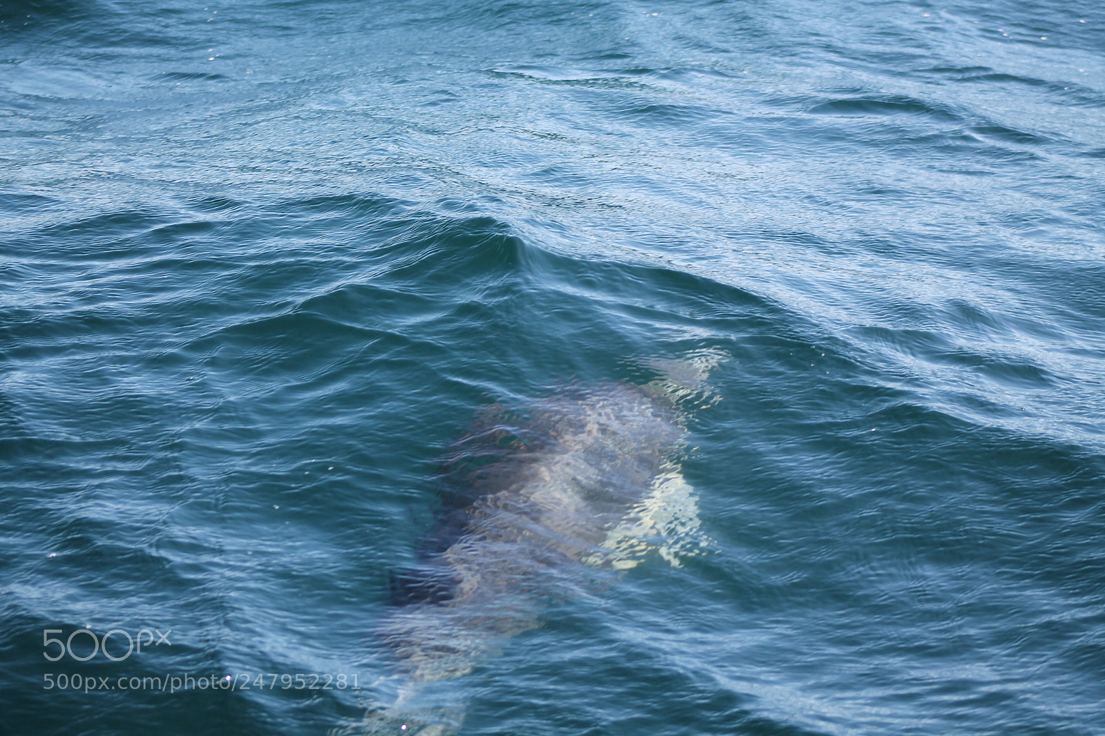 Canon EOS 1100D (EOS Rebel T3 / EOS Kiss X50) sample photo. Dolphin photography