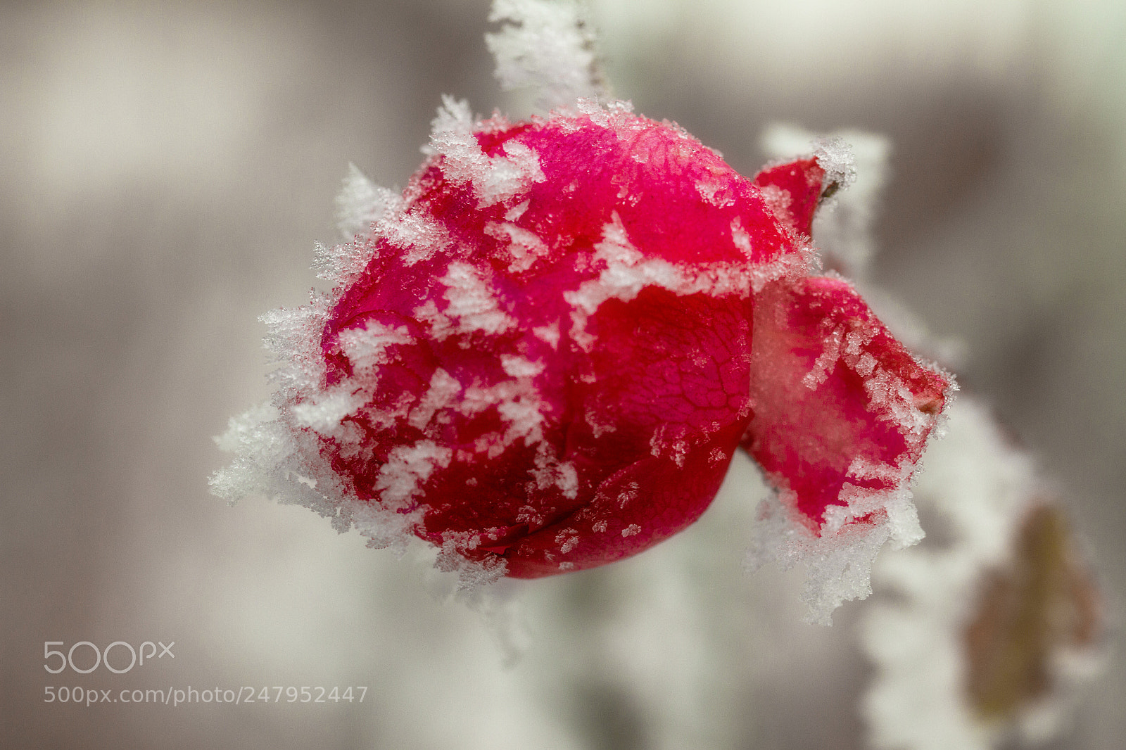 Canon EOS 7D sample photo. Icecrystals on rose photography