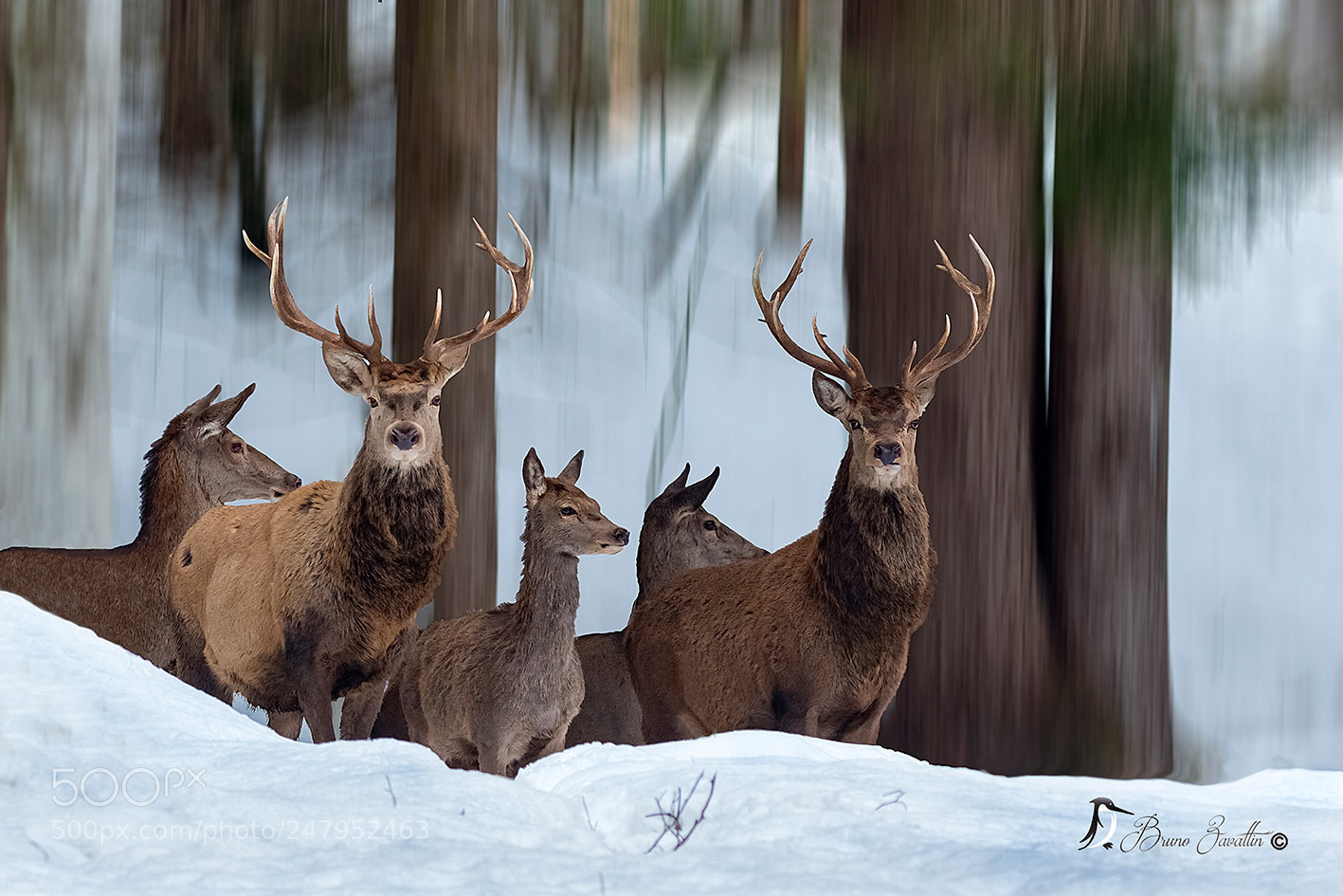 Nikon D500 sample photo. Cervi gruppo photography