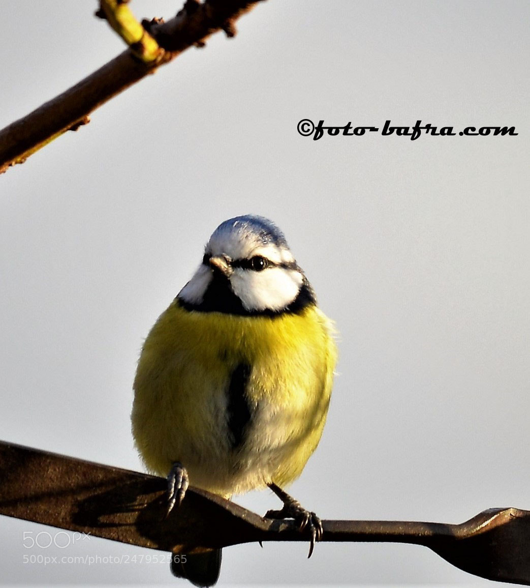 Nikon D800 sample photo. () photography