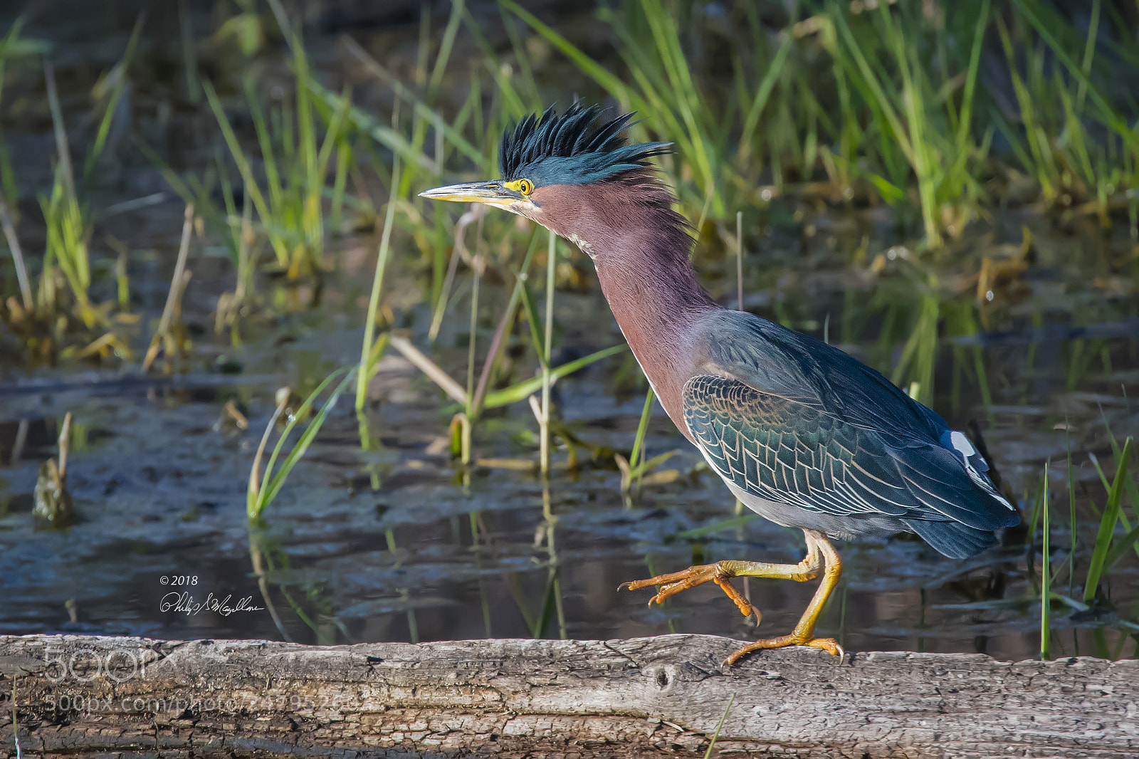 Nikon D500 sample photo. Green heron photography