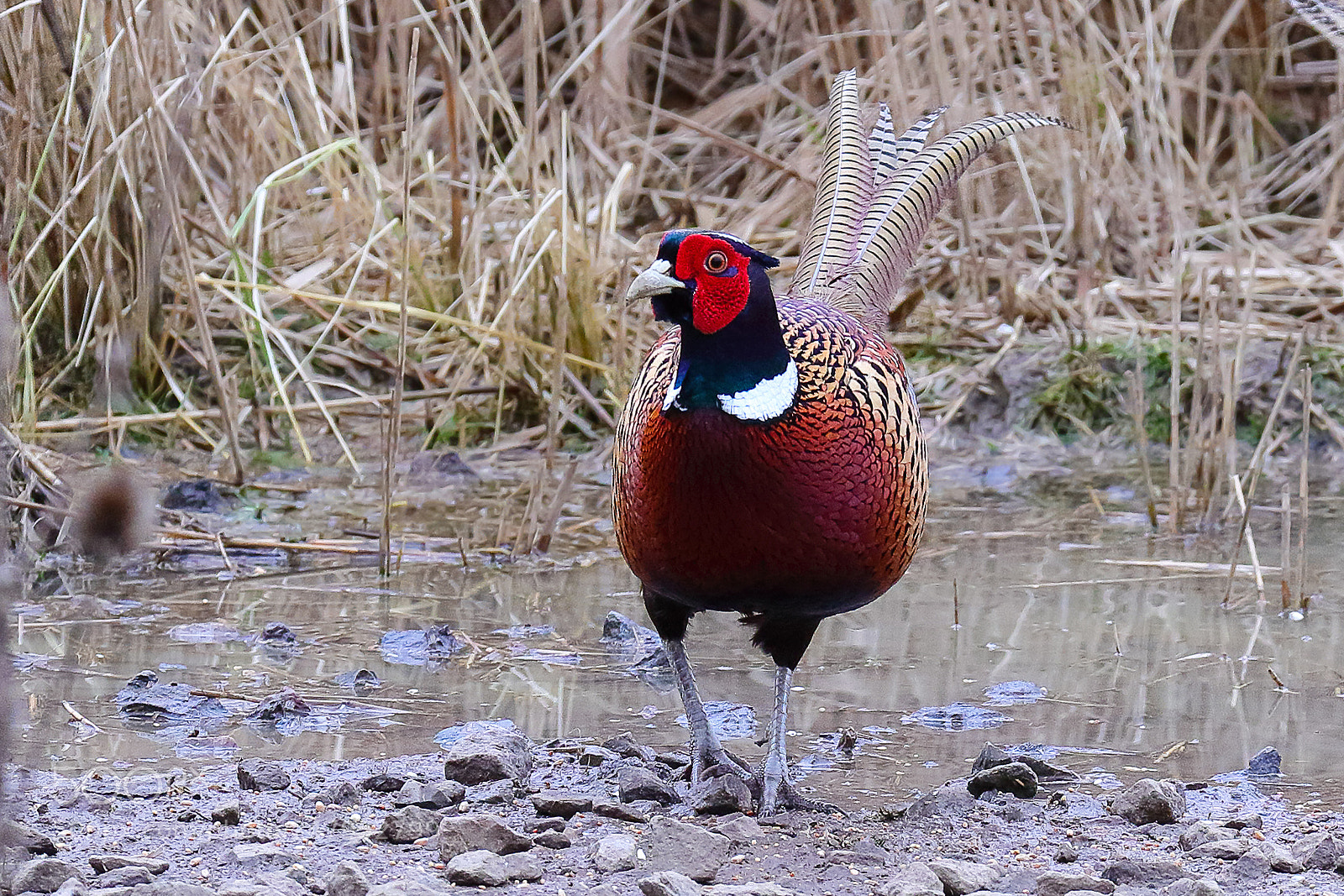 Canon EOS 7D Mark II sample photo. Male pheasant photography