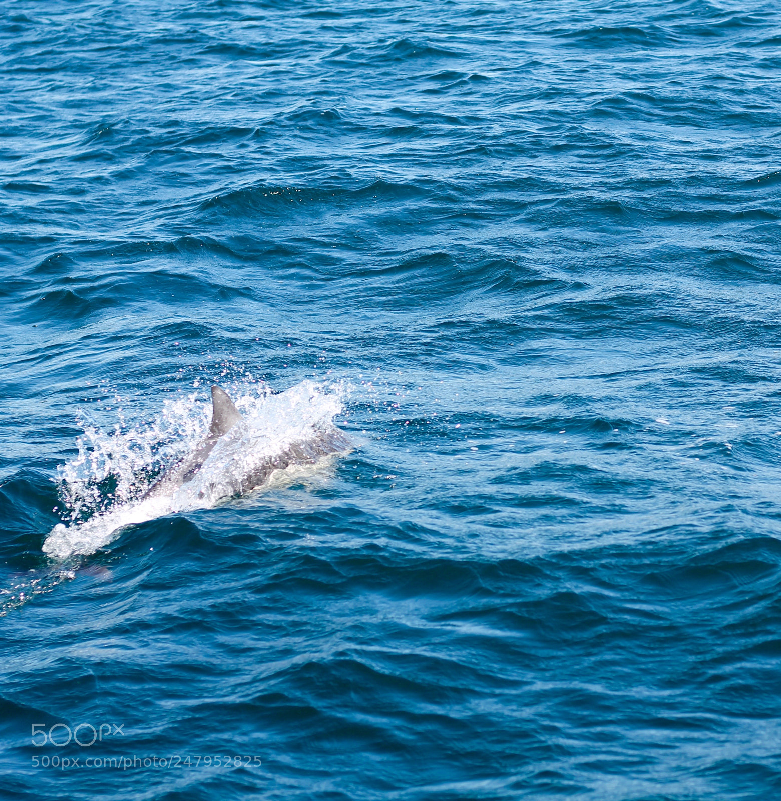 Canon EOS 1100D (EOS Rebel T3 / EOS Kiss X50) sample photo. Dolphin photography