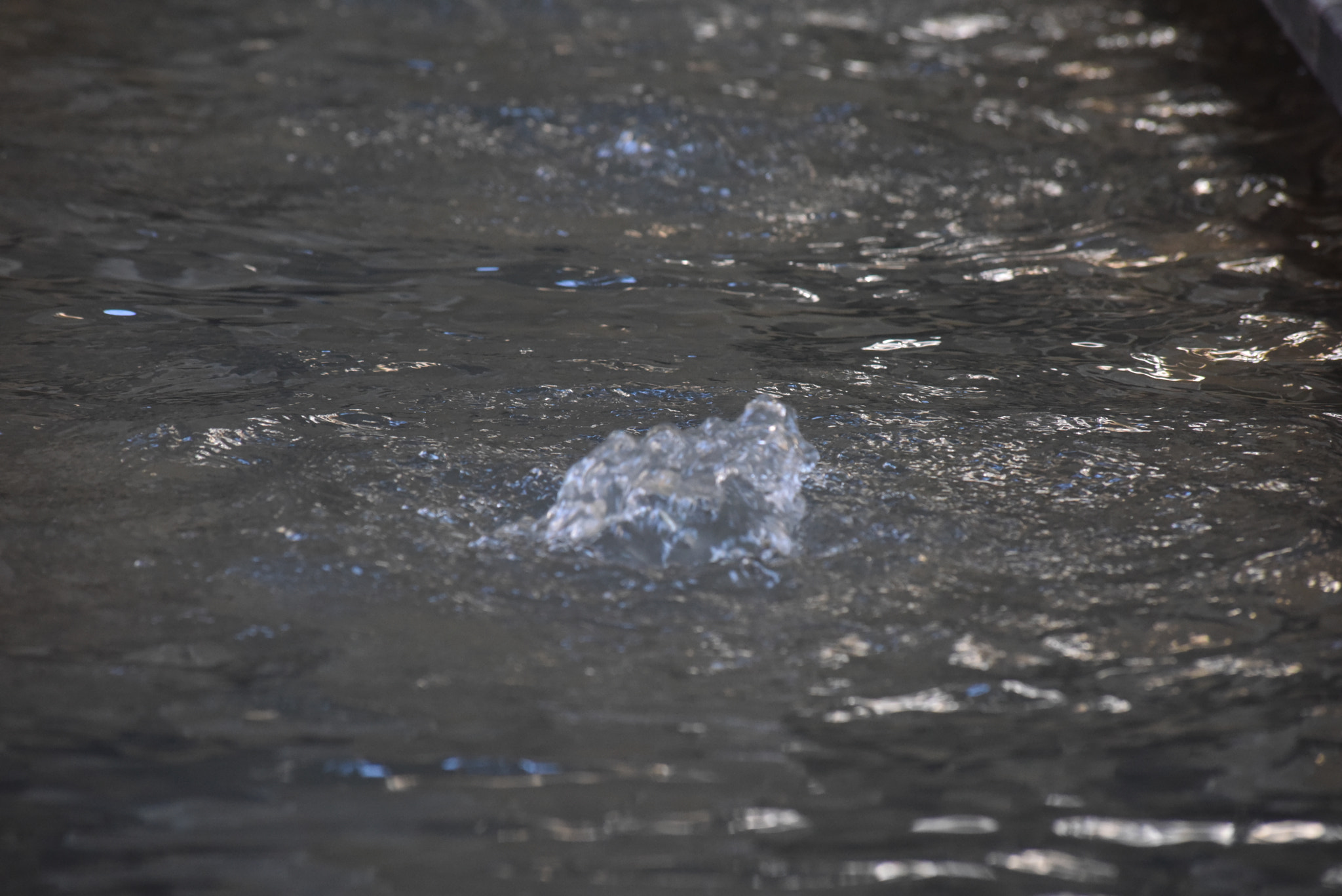 Sigma 70-300mm F4-5.6 APO DG Macro sample photo. 810_4160.jpg photography