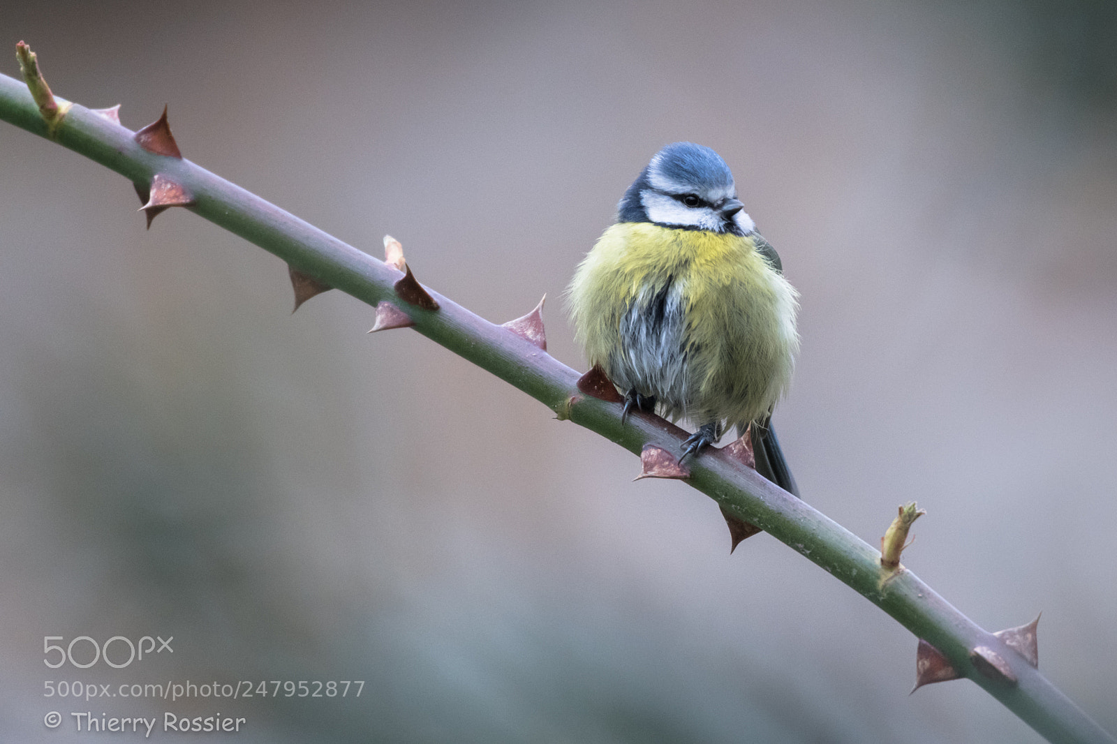 Nikon D850 sample photo. La m sange bleue photography