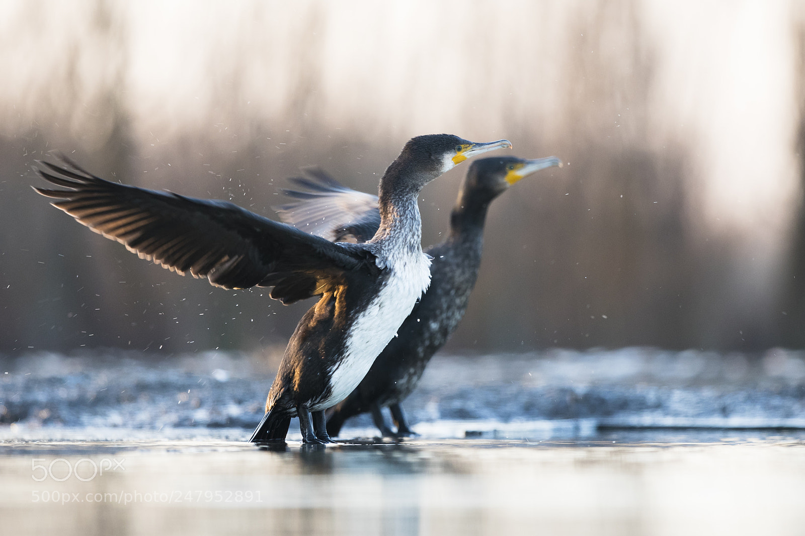 Canon EOS-1D X Mark II sample photo. Cormorant photography