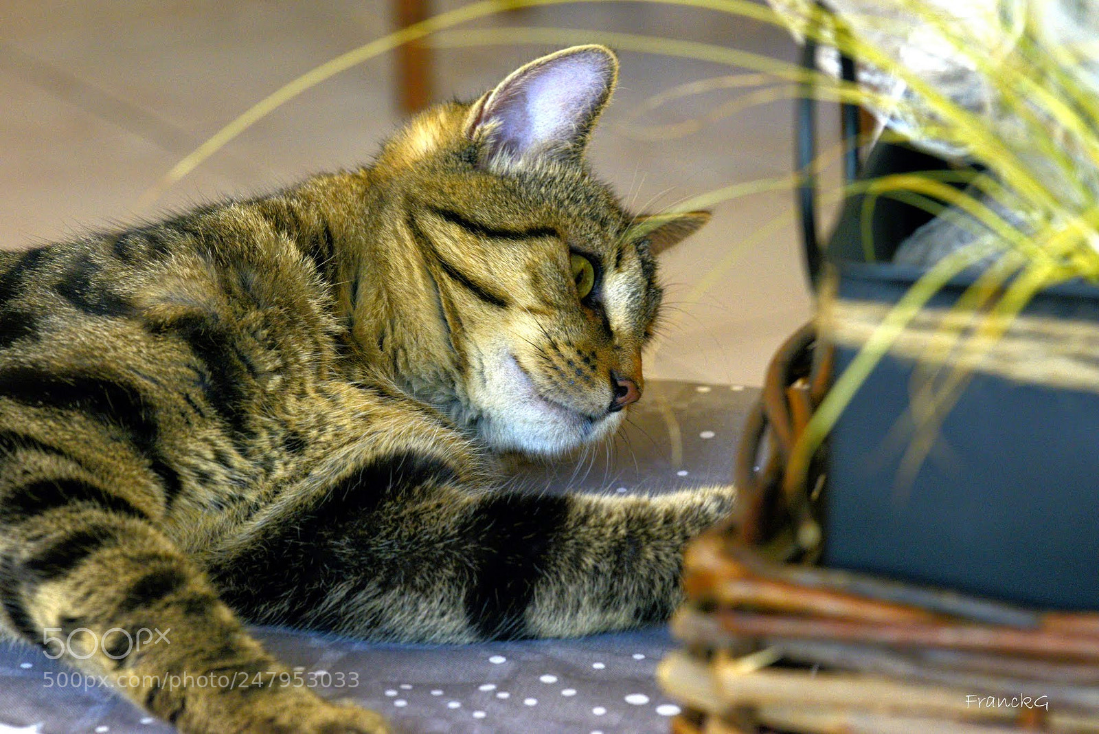 Nikon D800E sample photo. Le chat photography