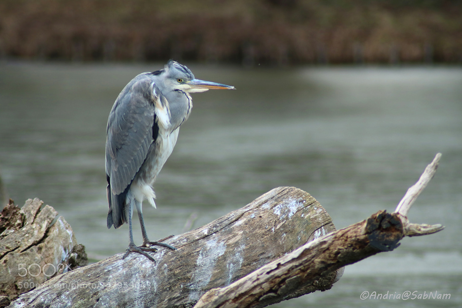 Canon EOS 750D (EOS Rebel T6i / EOS Kiss X8i) sample photo. Grey heron photography