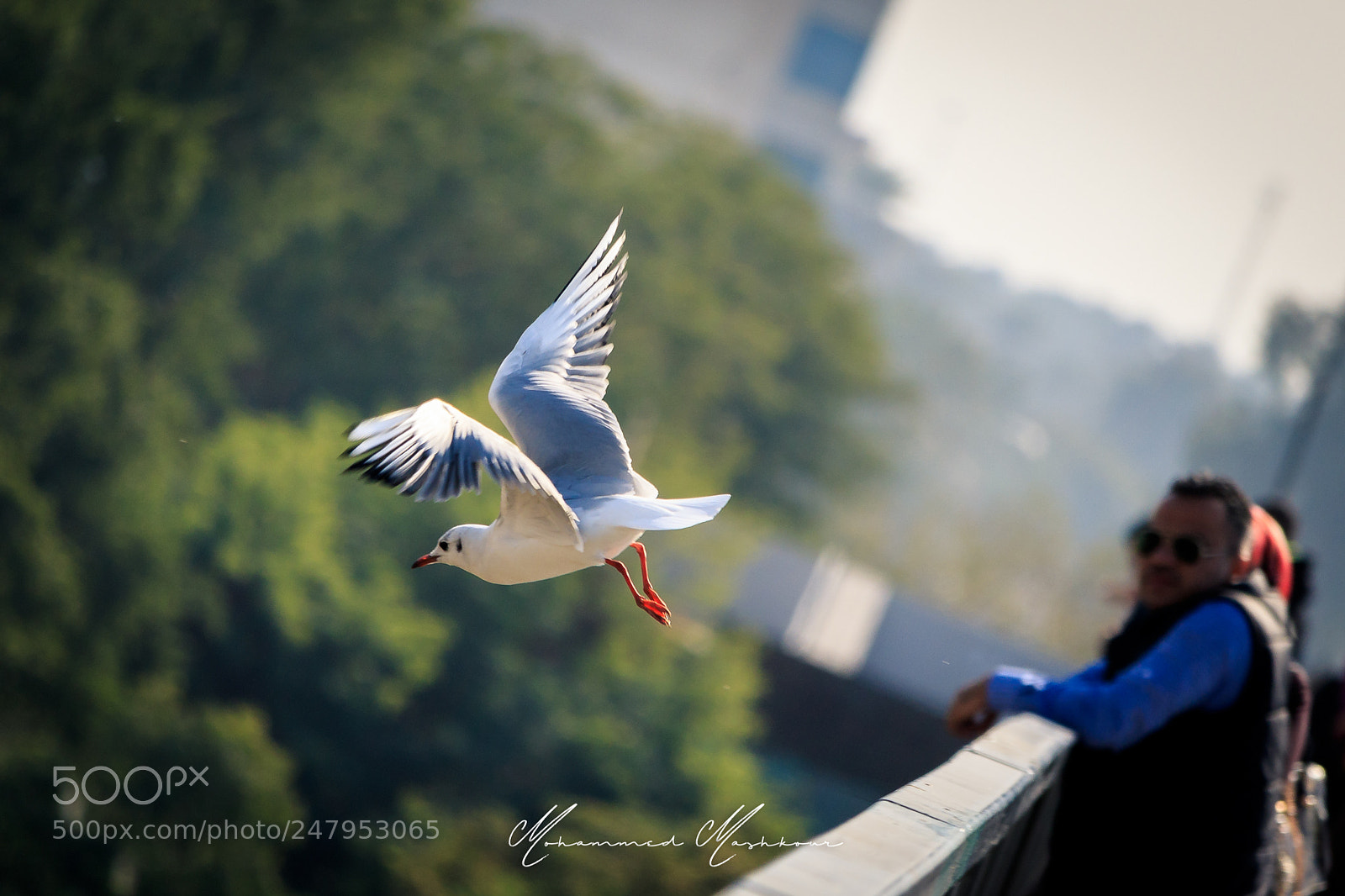 Canon EOS 7D Mark II sample photo. Seagul photography