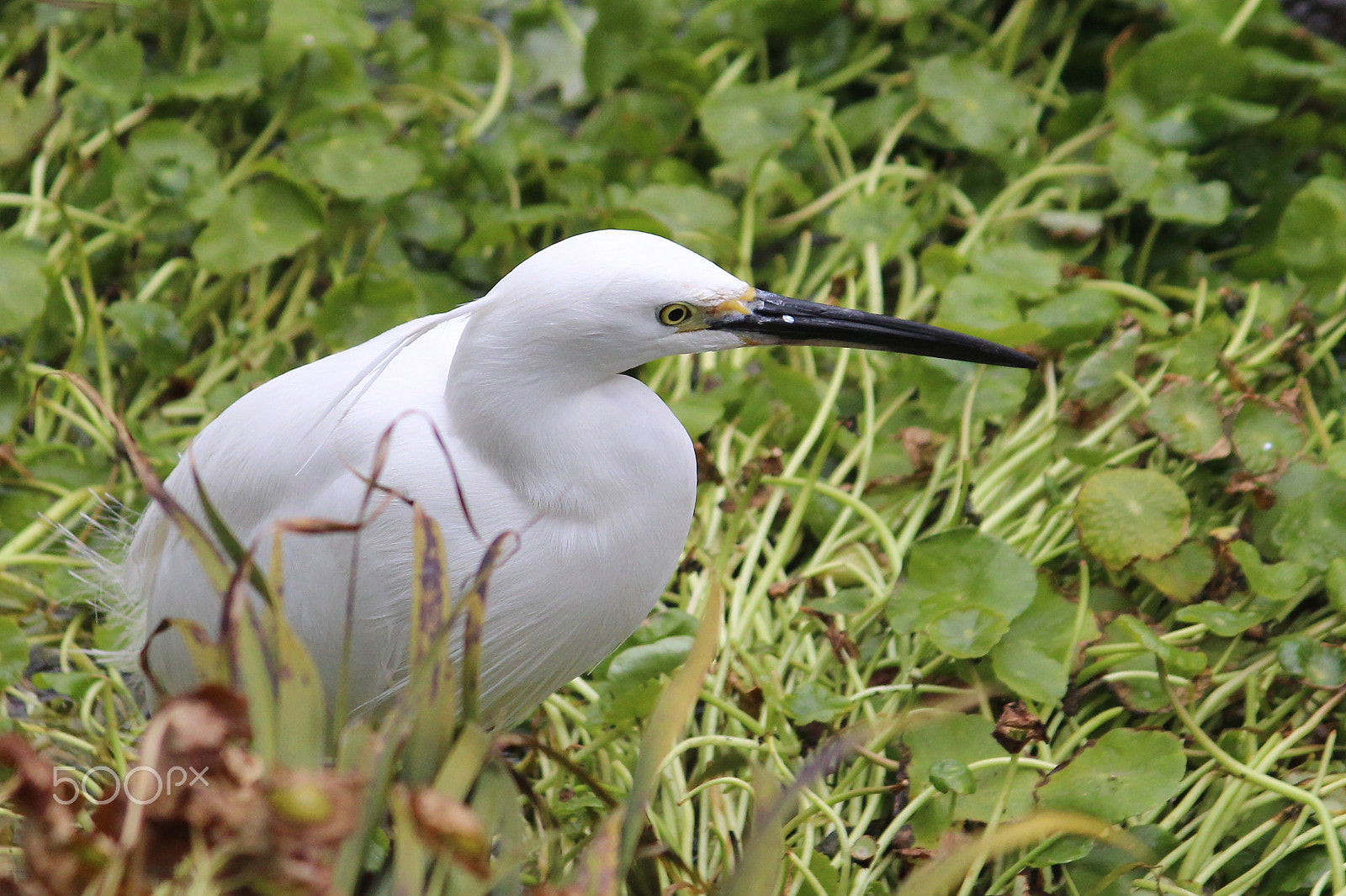Canon EOS 100D (EOS Rebel SL1 / EOS Kiss X7) + Canon EF-S 55-250mm F4-5.6 IS II sample photo. Little egret photography
