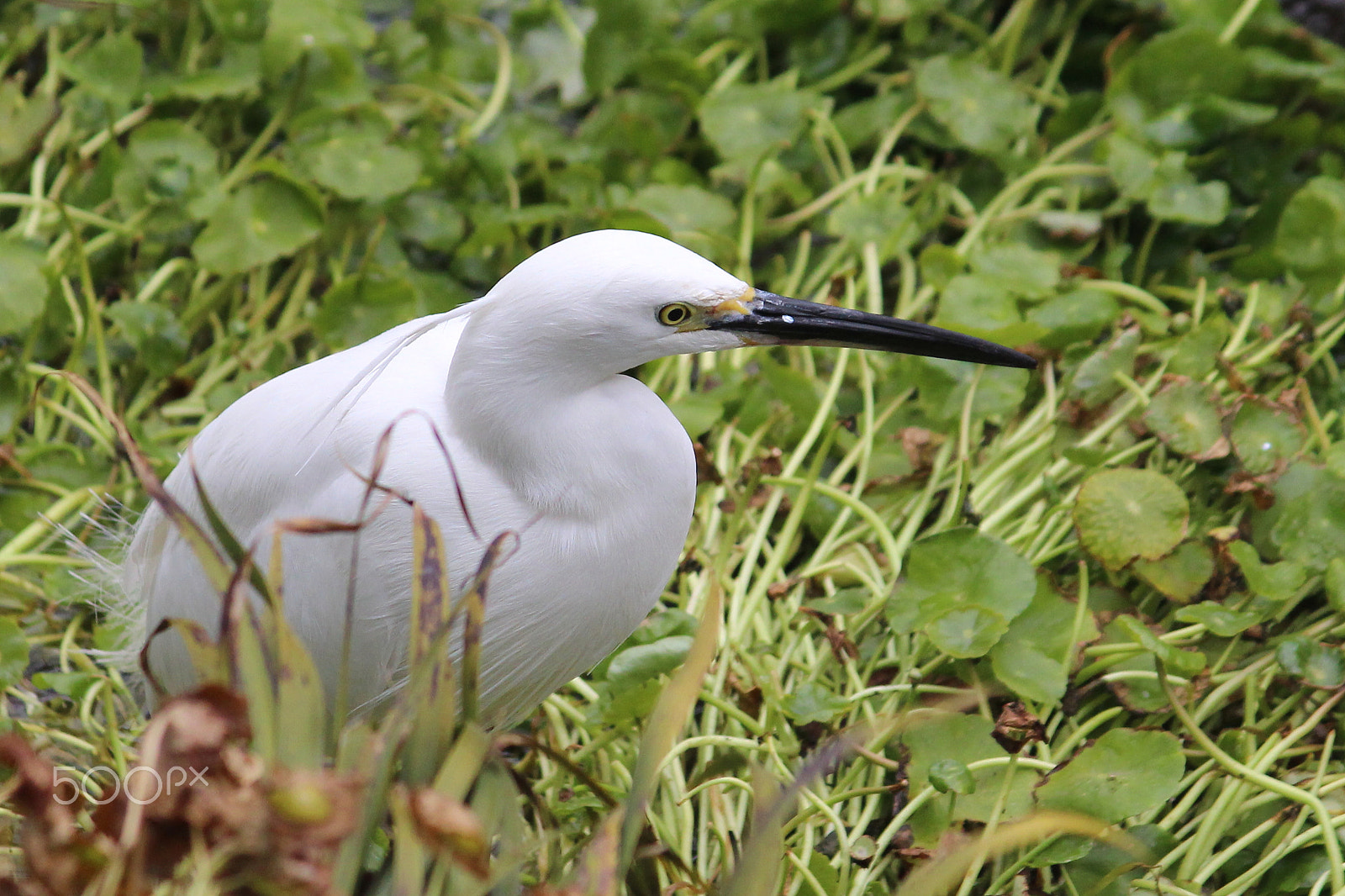 Canon EOS 100D (EOS Rebel SL1 / EOS Kiss X7) sample photo. Little egret photography