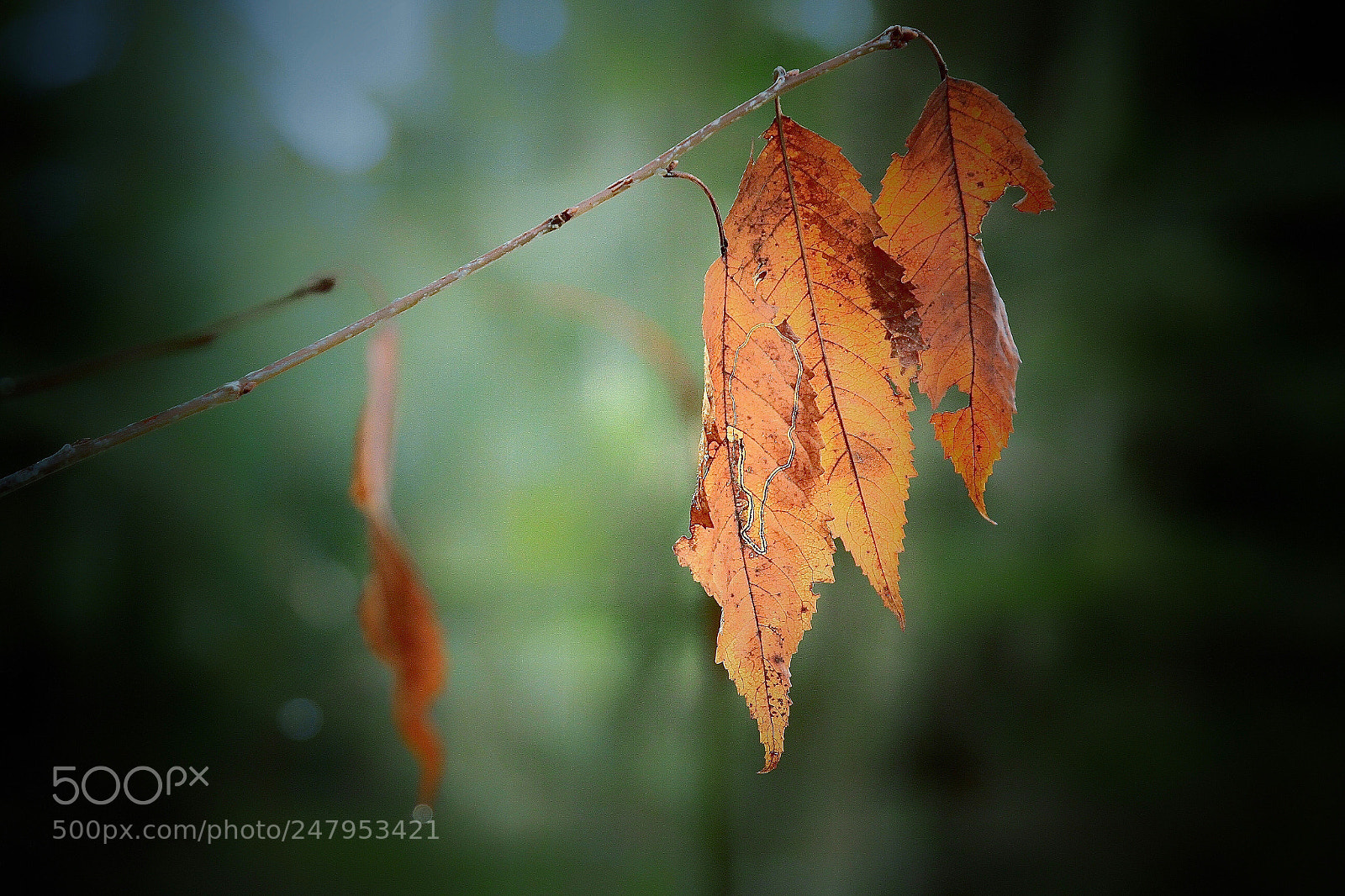 Canon EOS 7D sample photo. Leafs photography