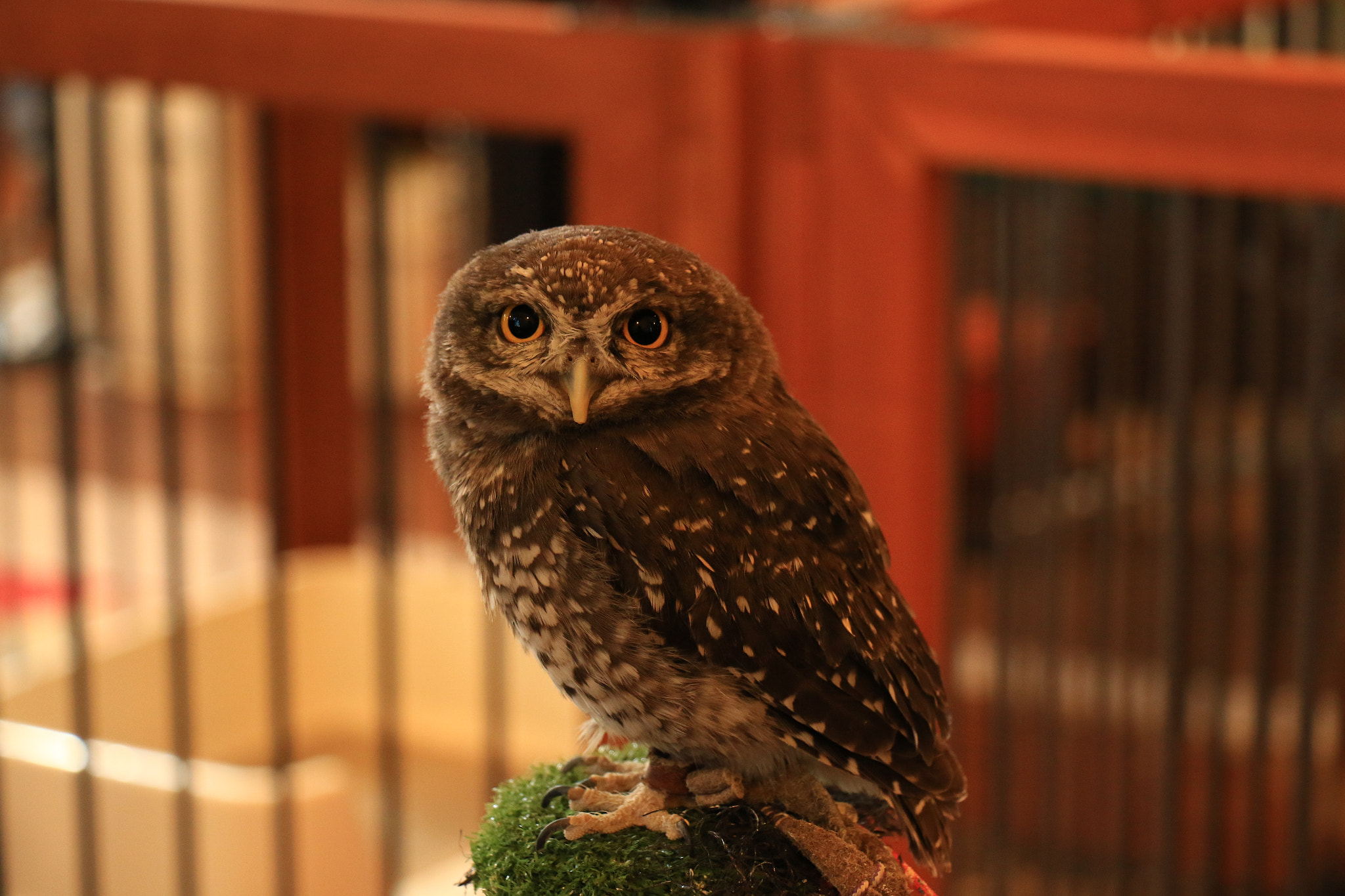 Canon EOS 7D Mark II + Canon EF-S 18-135mm F3.5-5.6 IS STM sample photo. Little owl  コキンメフクロウ photography