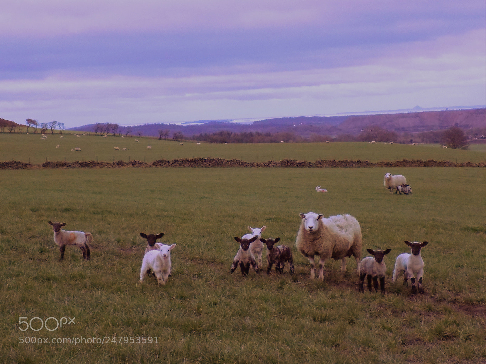 Nikon COOLPIX L340 sample photo. Curious sheep photography