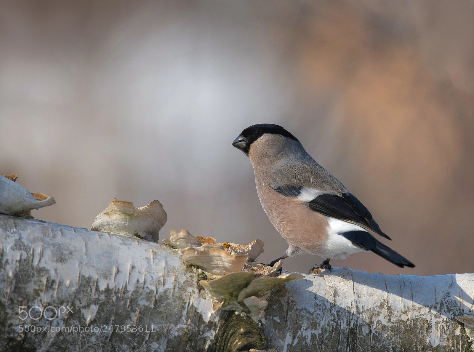 Nikon D850 sample photo. Bullfinch photography